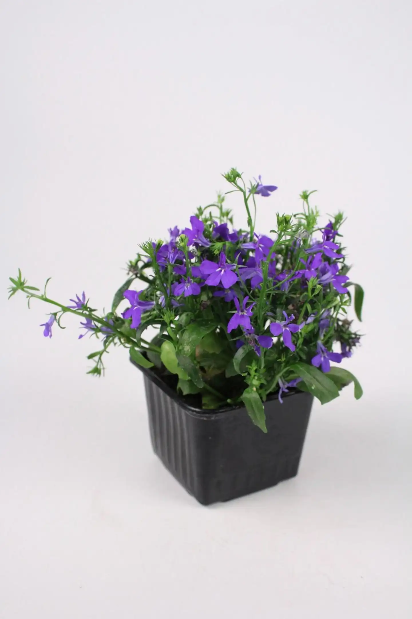 Lobelia 8-9 cm ruukussa