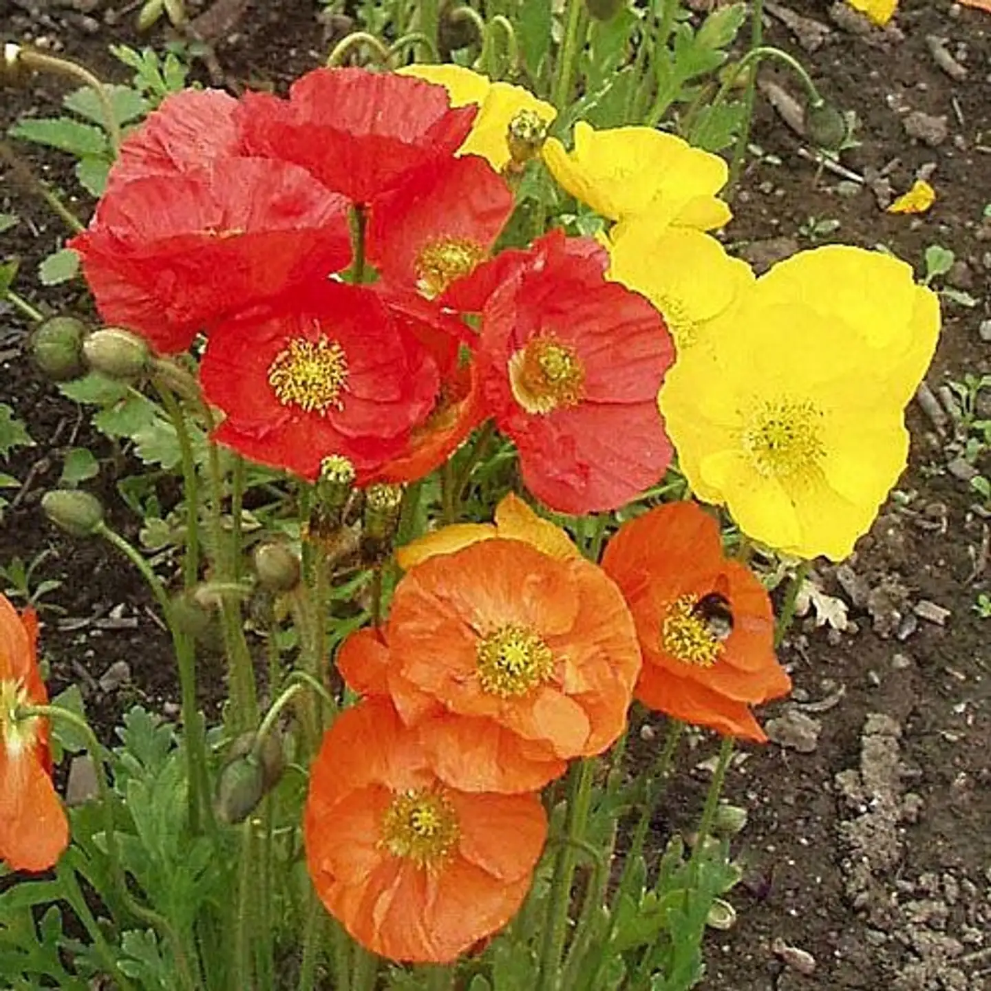 Siperianunikko Papaver croceum