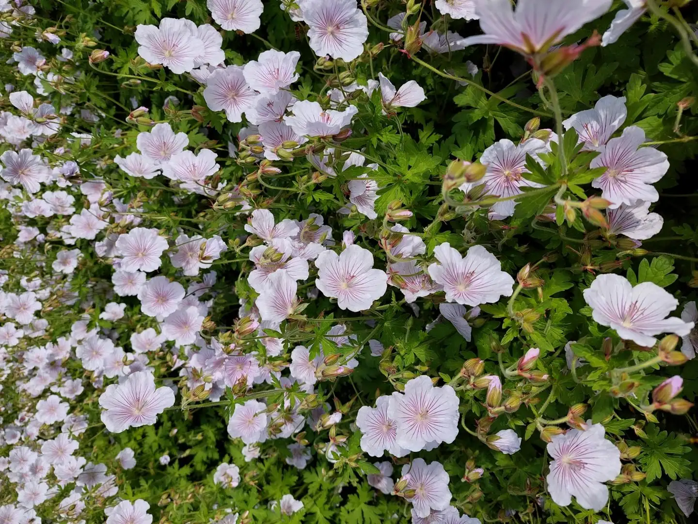 Idänkurjenpolvi 'Derrick Cook' Geranium himalayense 'Derrick Cook'