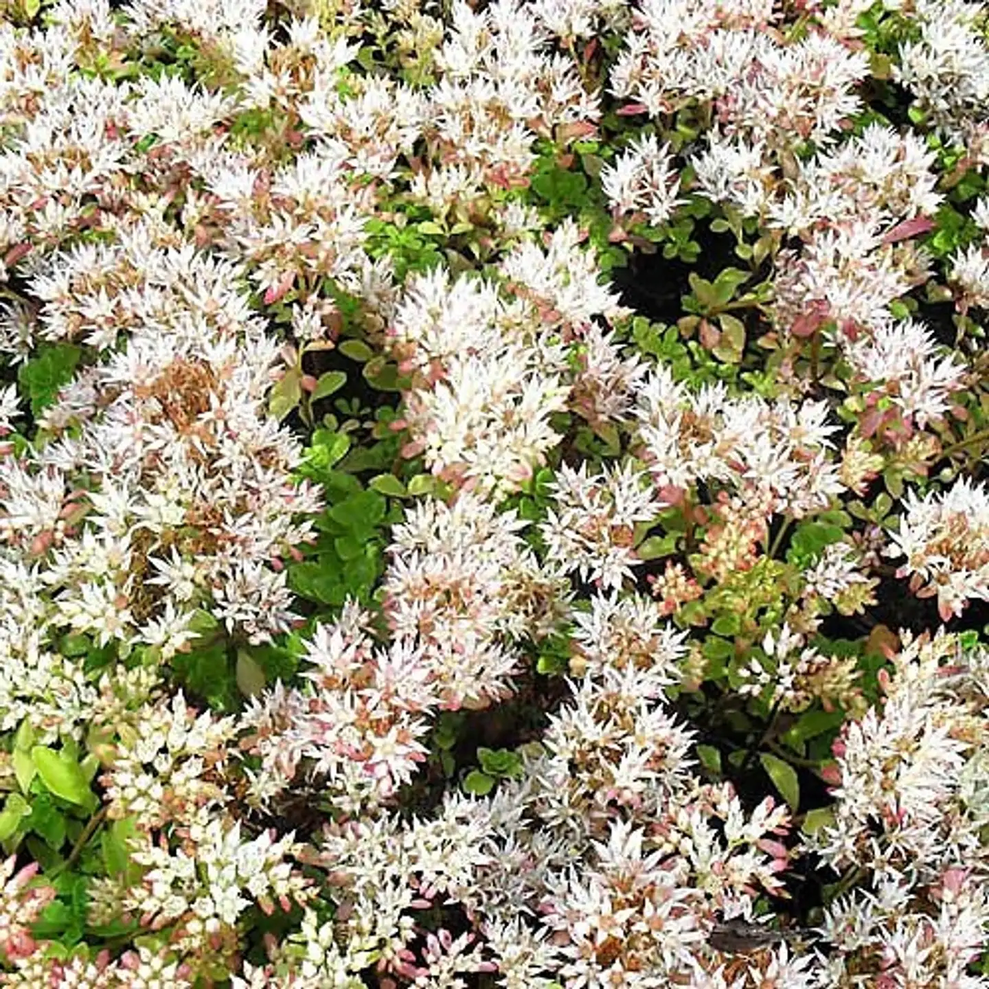 Kaukasianmaksaruoho 'Leningrad White' Sedum spurium