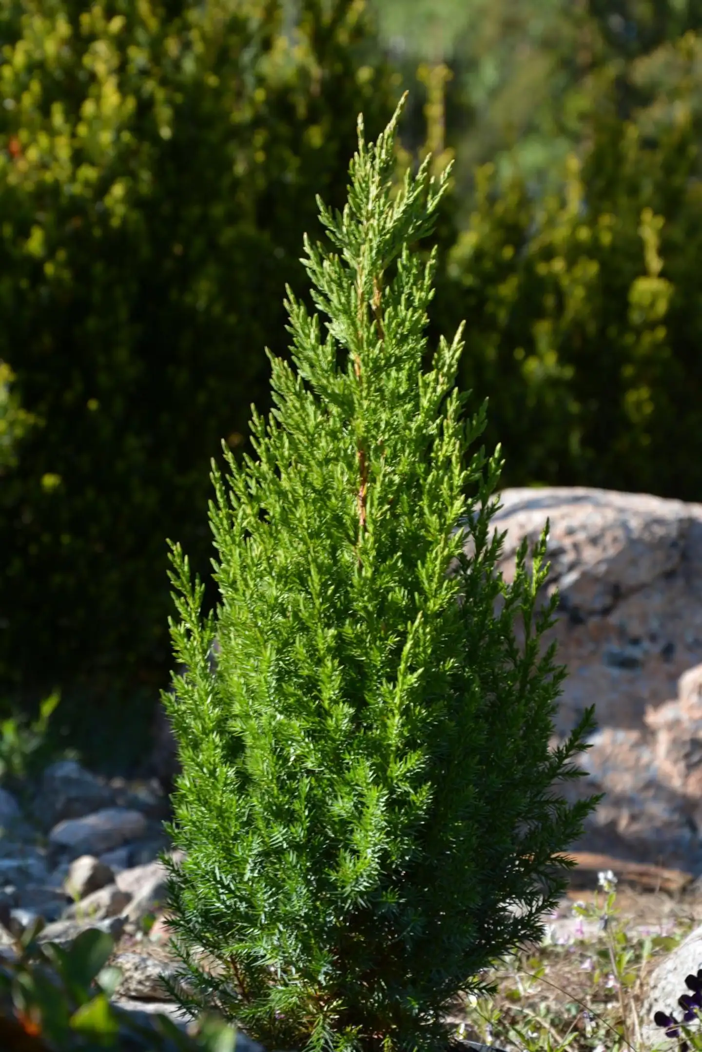 Kiinankataja 'Stricta' 30-40 cm astiataimi
