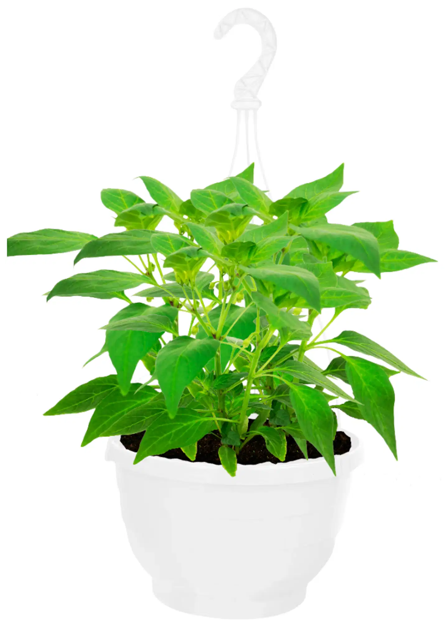 Chili amppeli 23cm