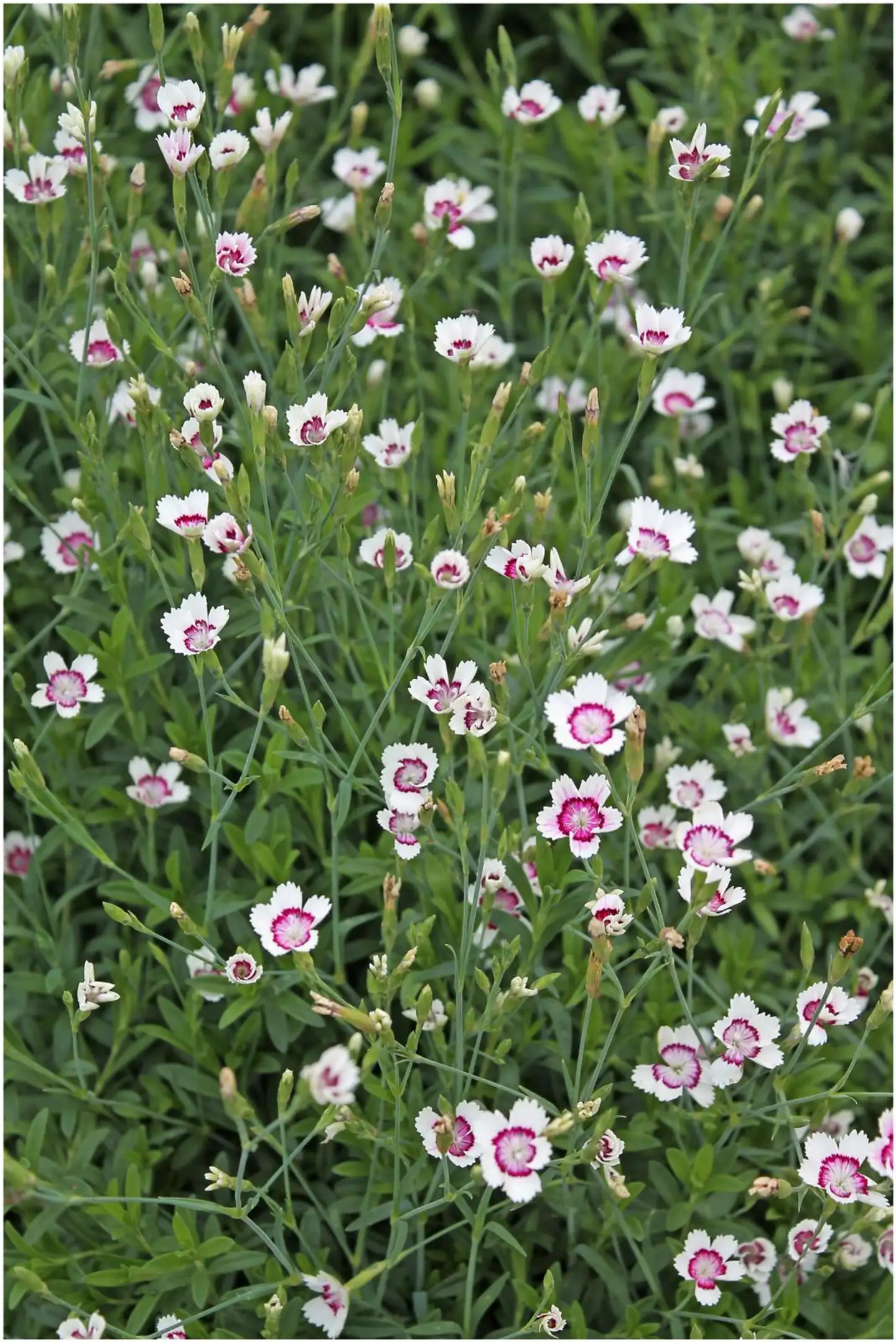 Ketoneilikka 'Arctic Fire' Dianthus deltoides