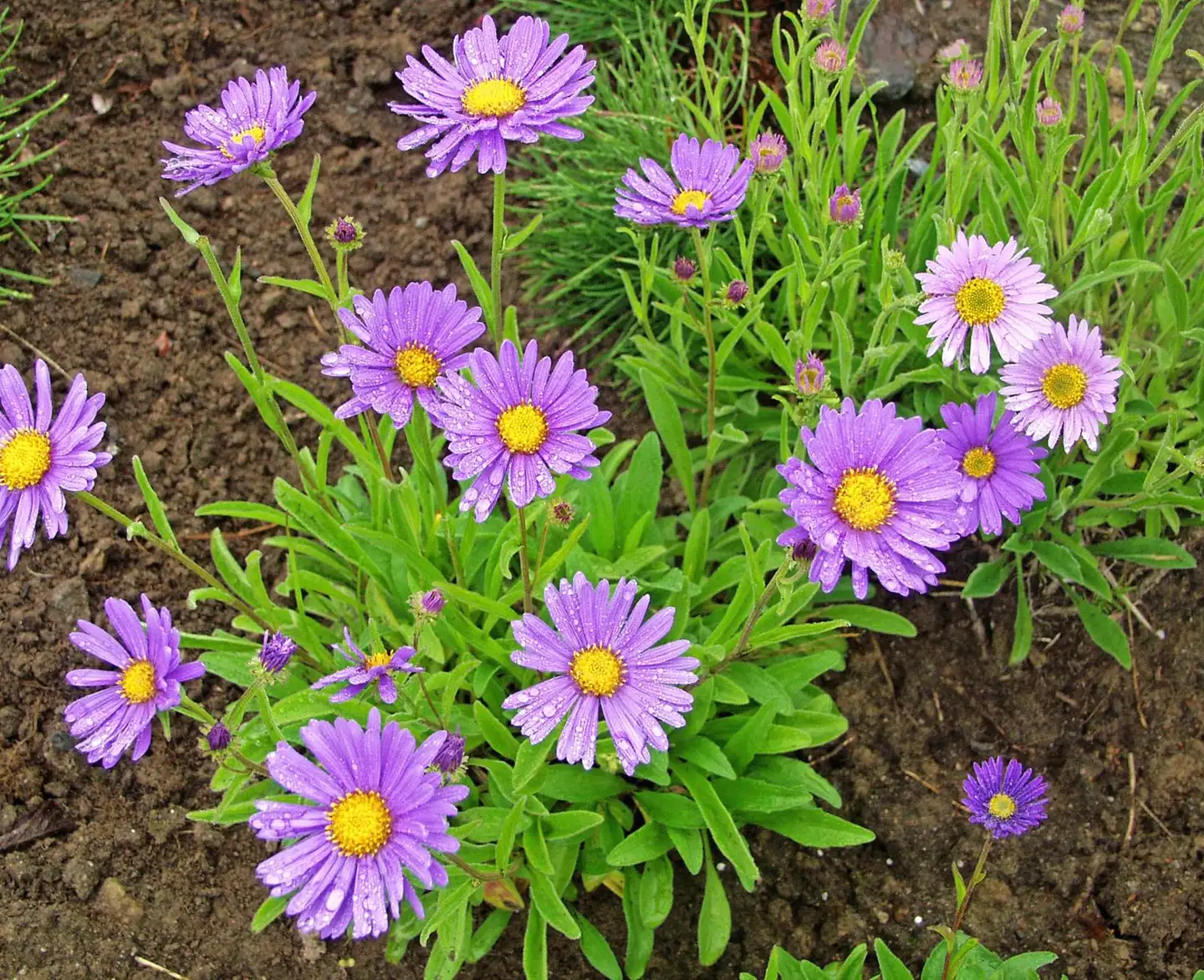 Alppiasteri Aster alpinus