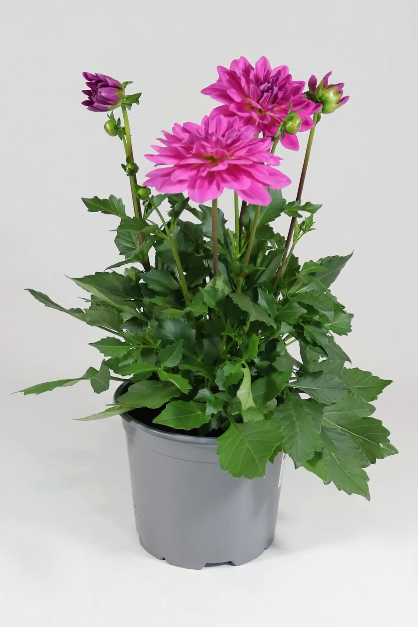 Patio Daalia Mix 19 cm - 3