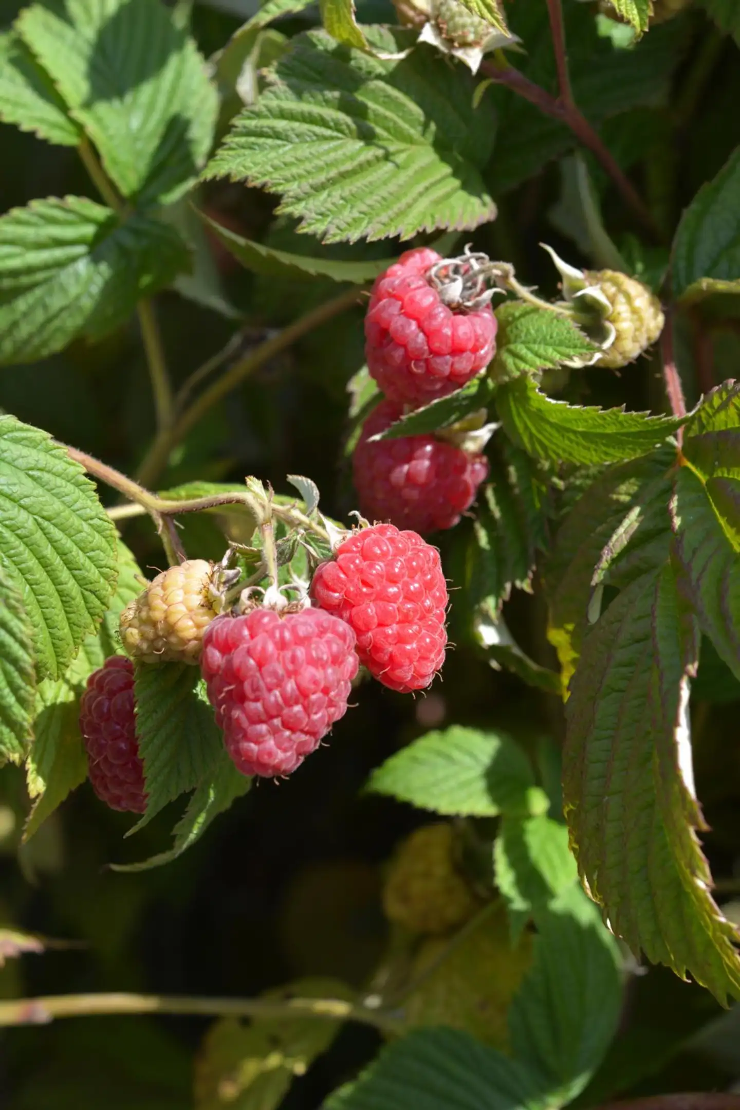 Vadelma 'Stiora' 2 l astiataimi Rubus idaeus 'Stiora'