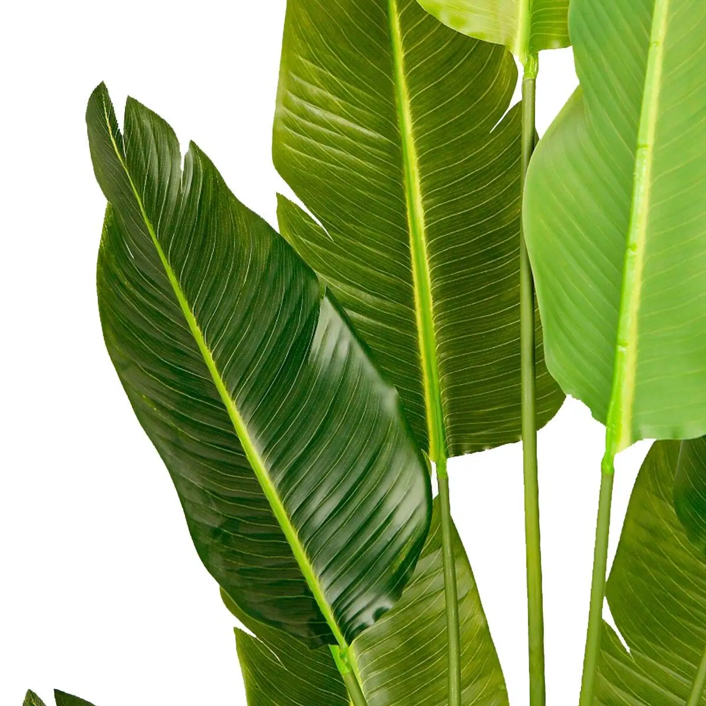 Lykke tekokasvi bird of paradise 200cm - 5