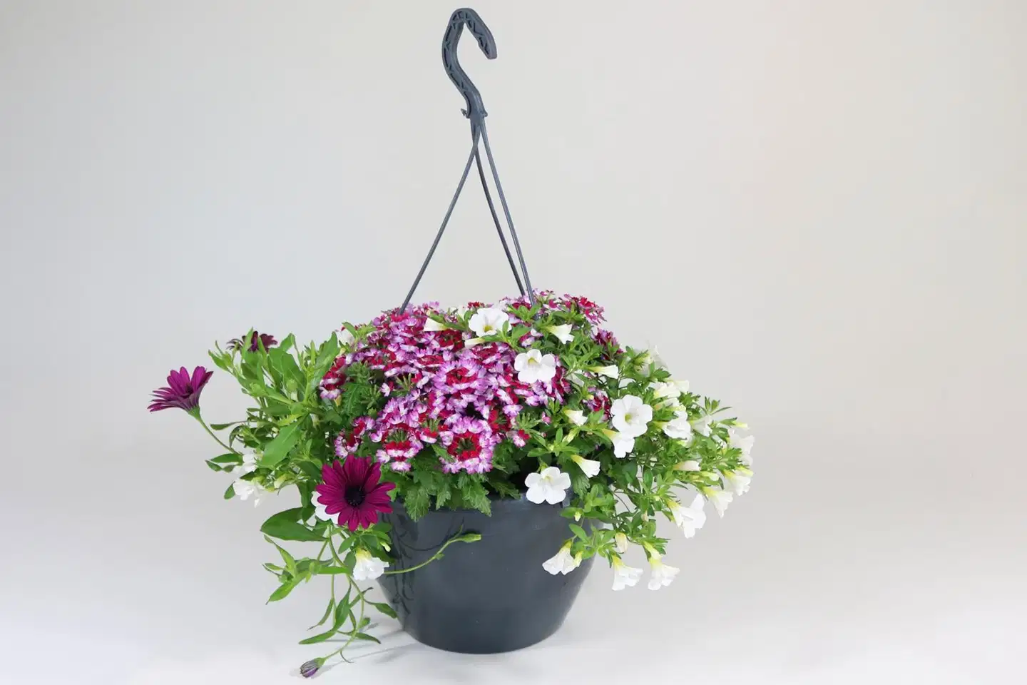 Trixi-kesäkukka 27 cm altakasteluamppelissa. Kolme eri lajia tai lajiketta samassa ruukussa. - 5