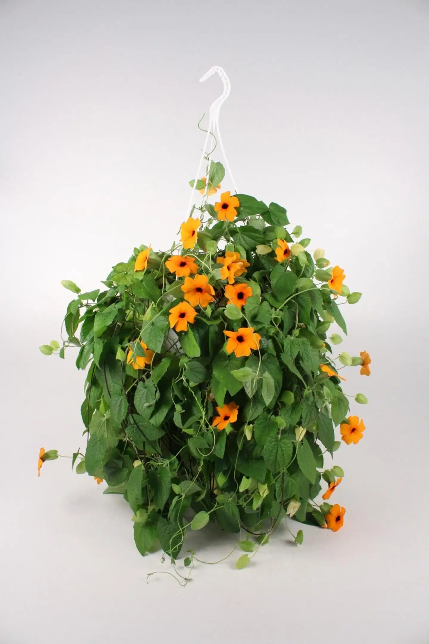 Kesäköynnös-amppeli mix 23 cm - 1