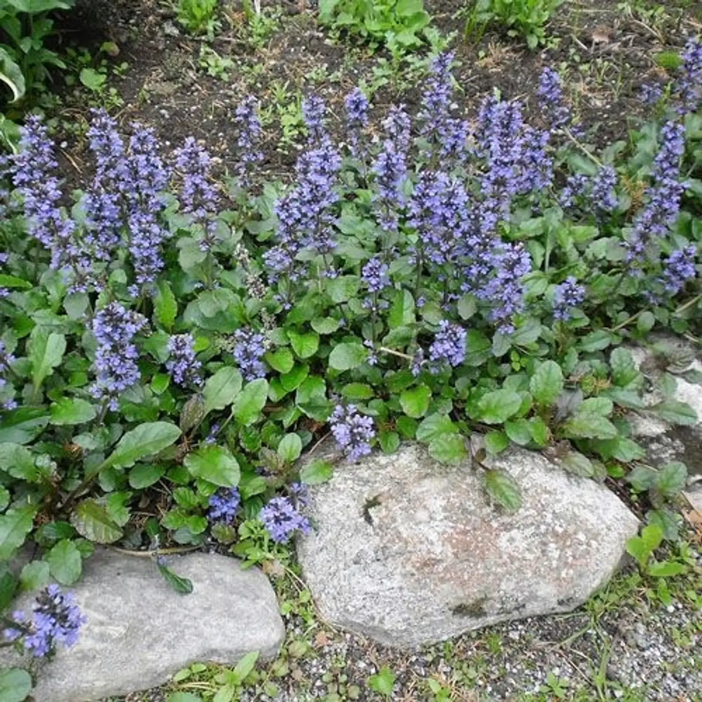 Rönsyakankaali Ajuga reptans 'Atropurpurea'