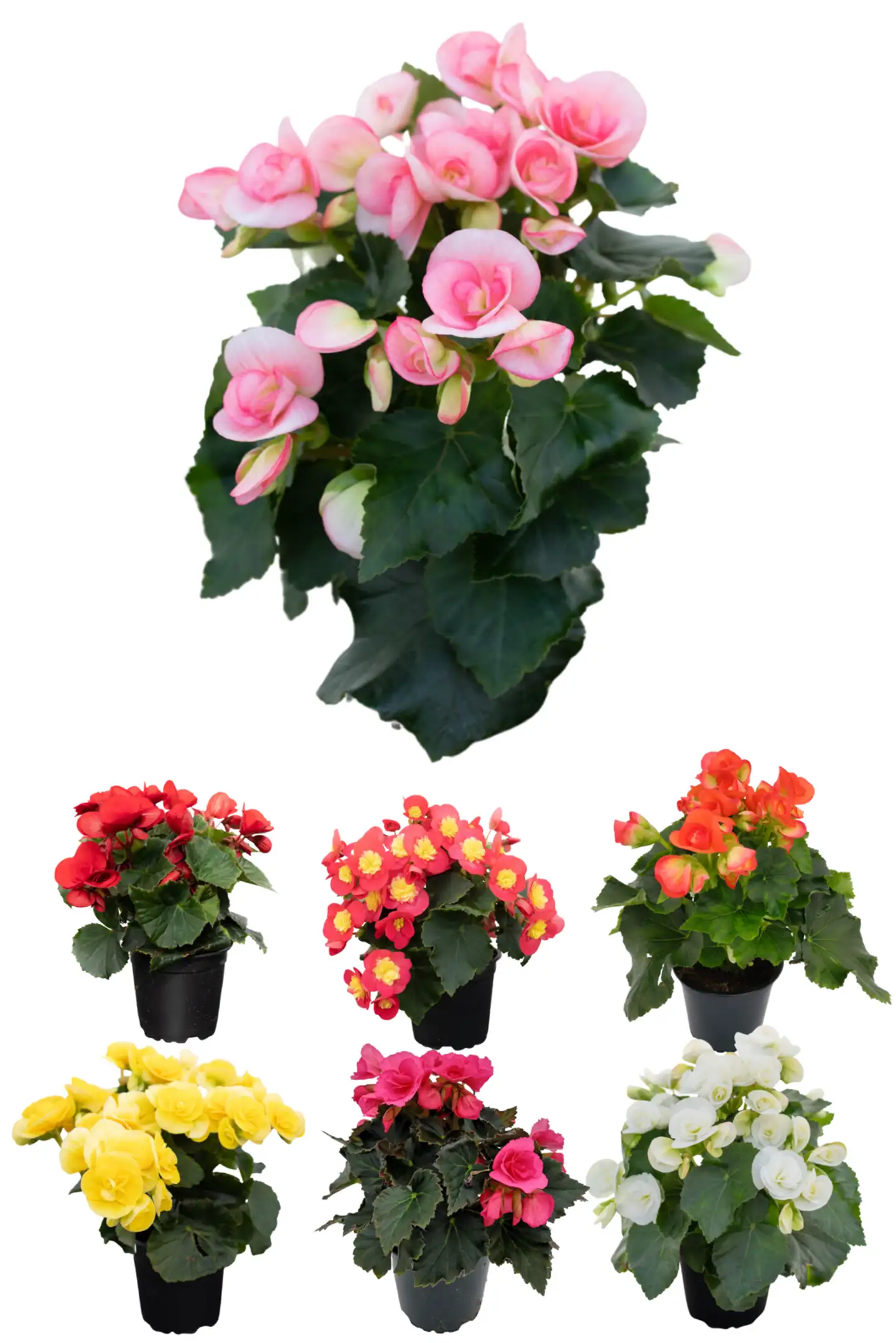 Ruusubegonia 12 cm ruukussa - 1