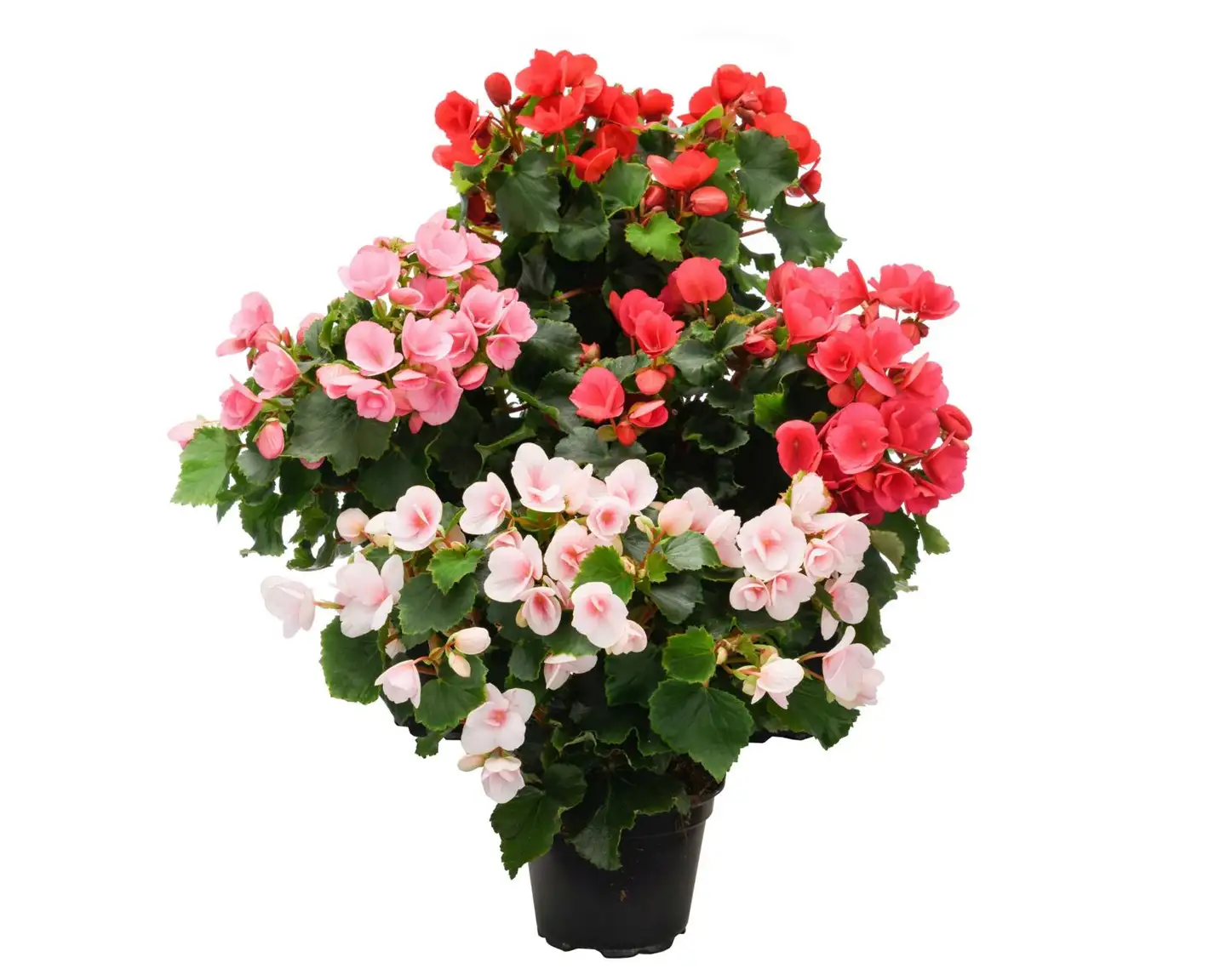 Begonia Betulia, 12 cm:n ruukku, värisekoitus