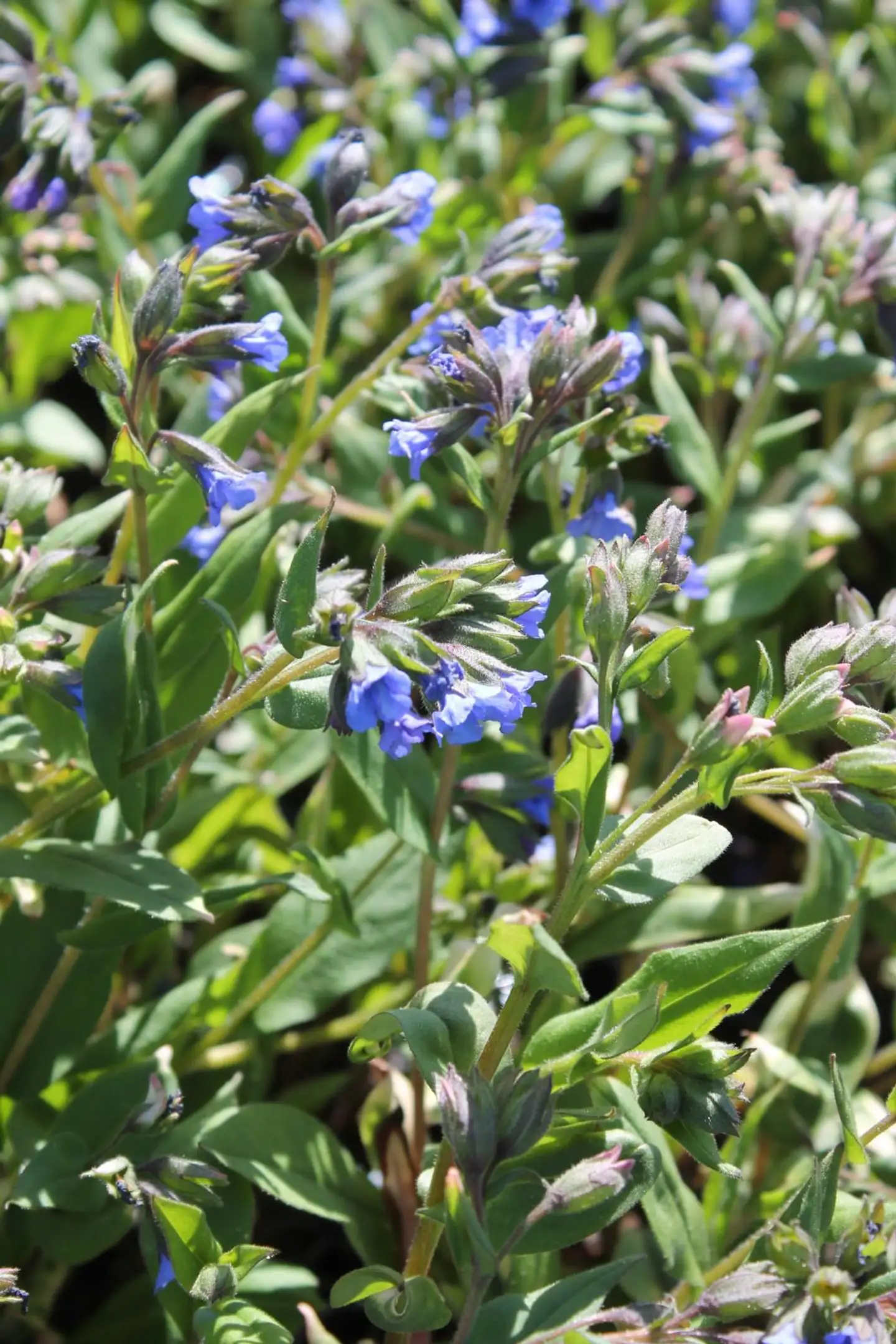 Tarhaimikkä 'Blue Ensign' Pulmonaria 'Blue Ensign'