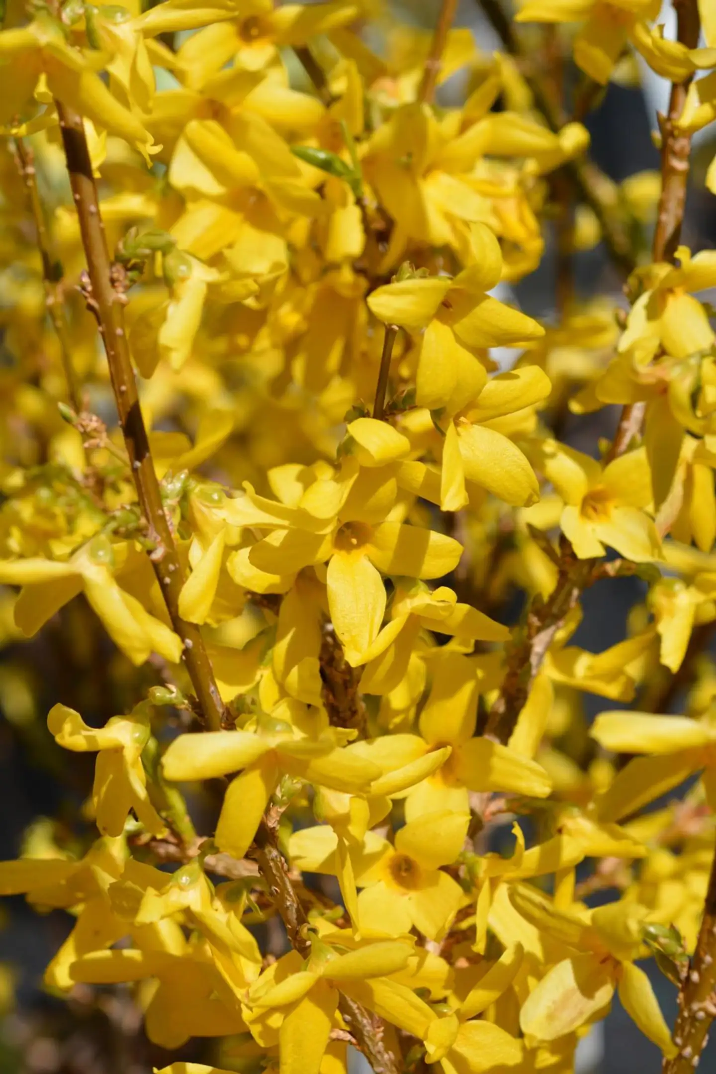 Komeaonnenpensas 'Courtalyn' astiataimi 3 l Forsythia x intermedia 'Courtalyn'