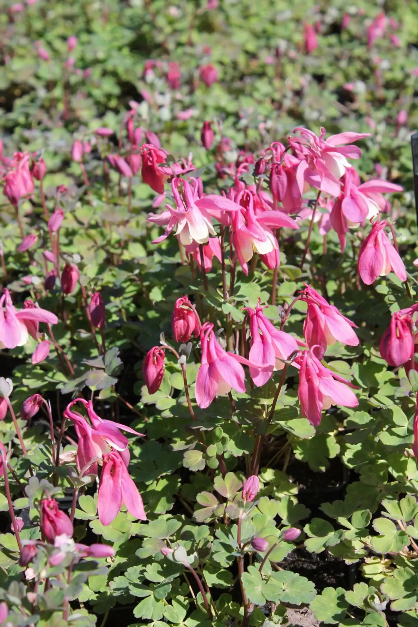 Japaninakileija Cameo-R 'Rose and White' Aquilegia flabellata