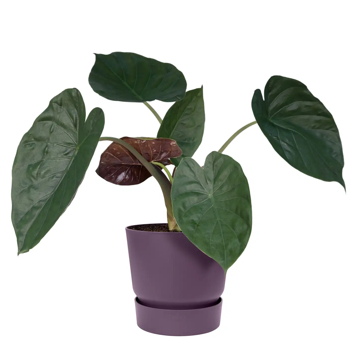 elho ruukku Greenville aluslautasella 14 cm luumu - 2