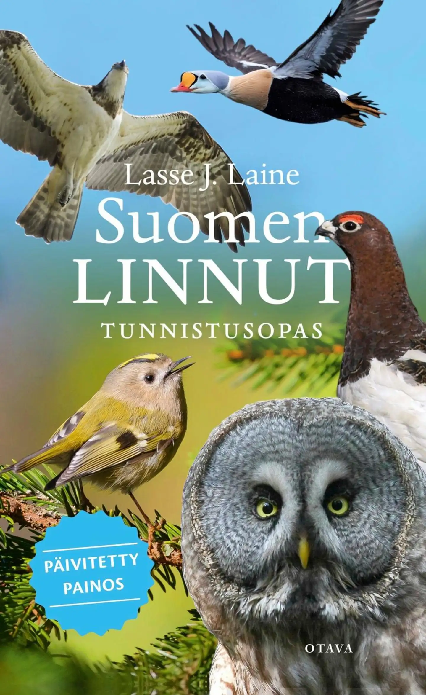 Laine, Suomen linnut - Tunnistusopas