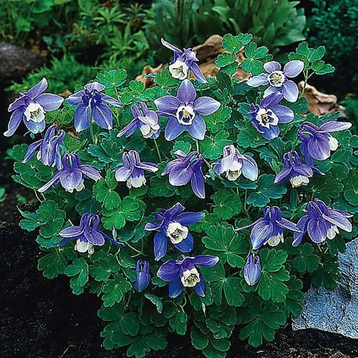 Japaninakileija Aquilegia flabellata