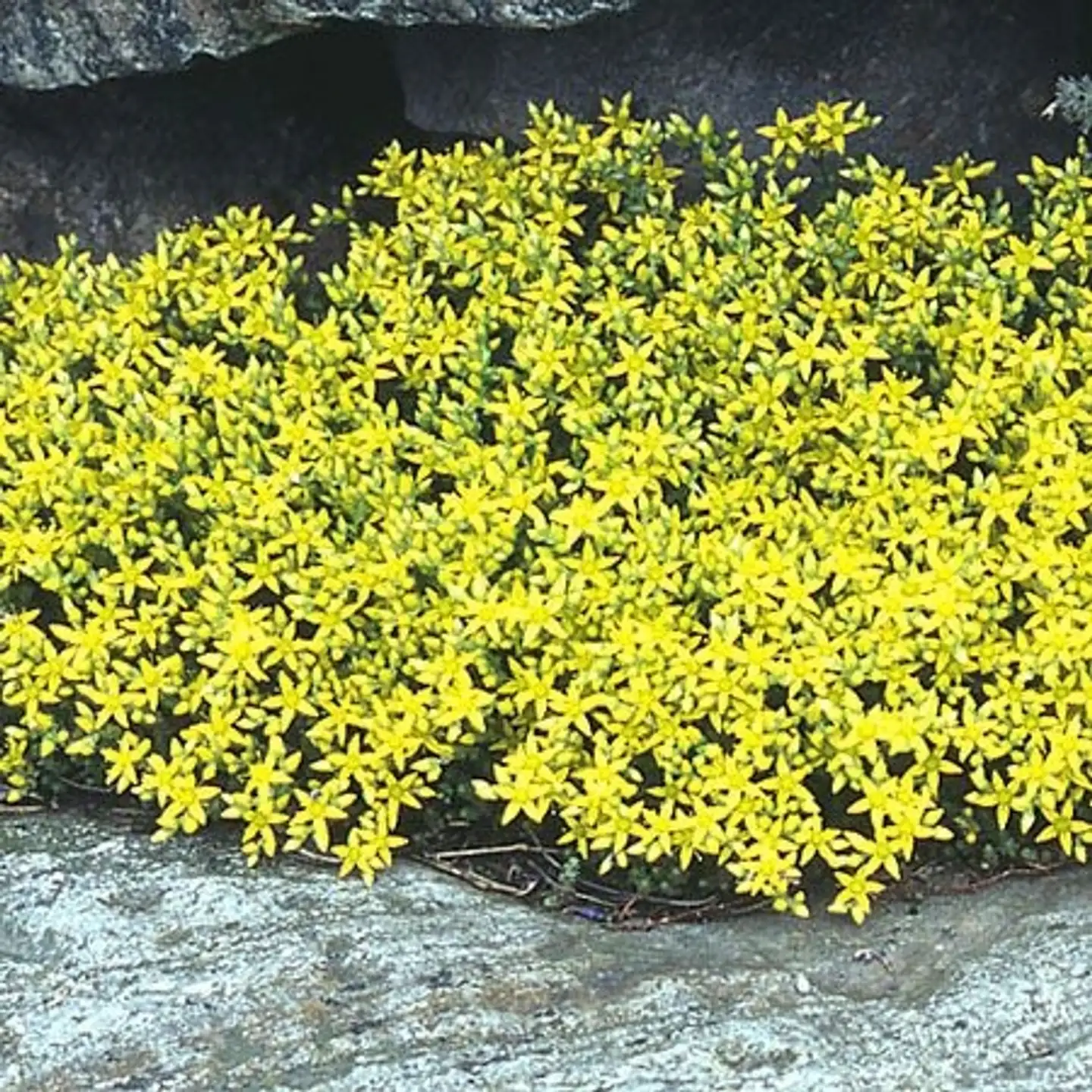 Keltamaksaruoho Sedum acre