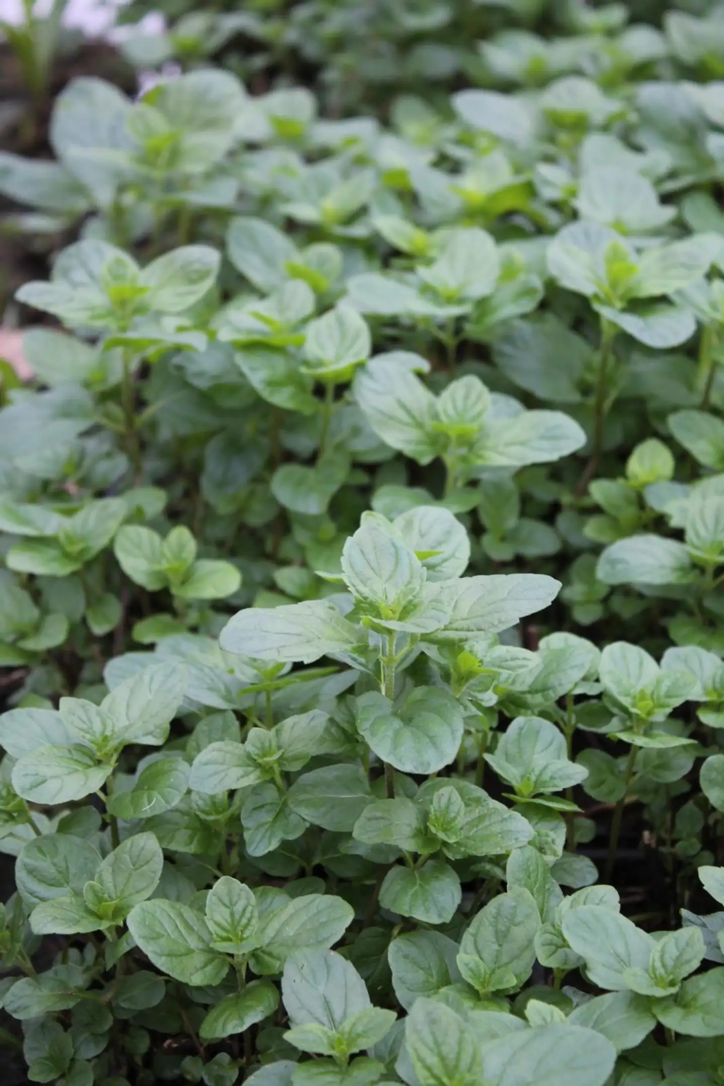 Viherminttu 'Spearmint' Mentha spicata