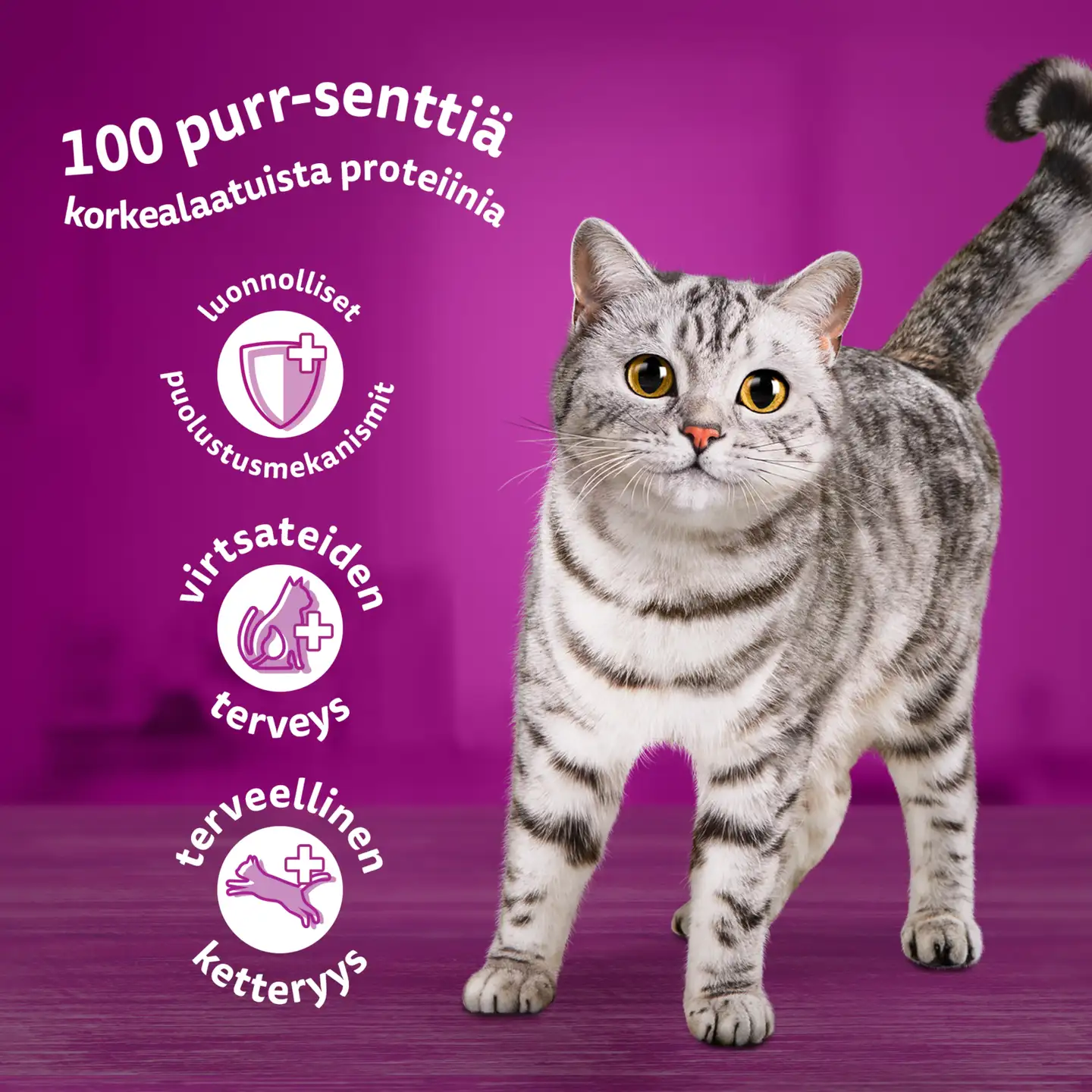 Whiskas 7+ Perinteiset Ateriat kastikkeessa (12 x 85 g) - 6