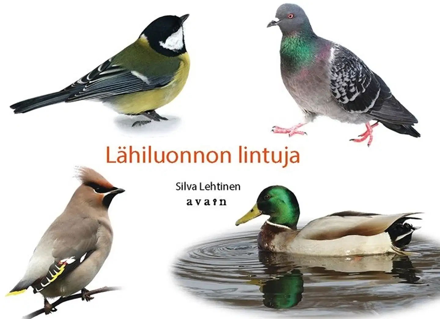 Lehtinen, Lähiluonnon lintuja
