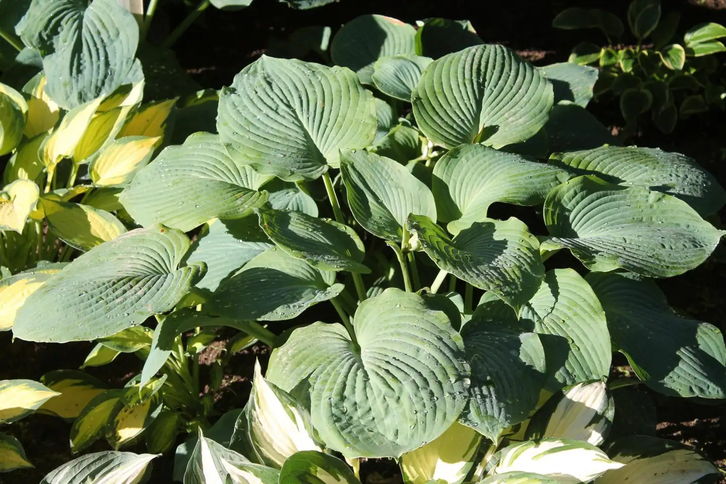 Sinikuunlilja Blue Angel Hosta sieboldiana