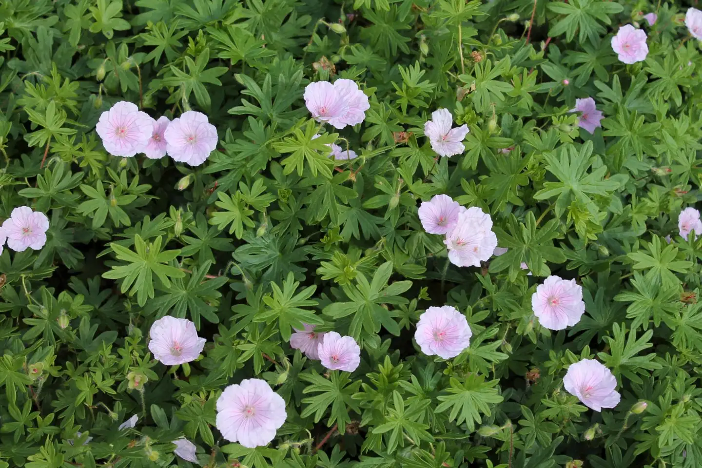 Neidonkurjenpolvi Geranium sanguineum var. striatum