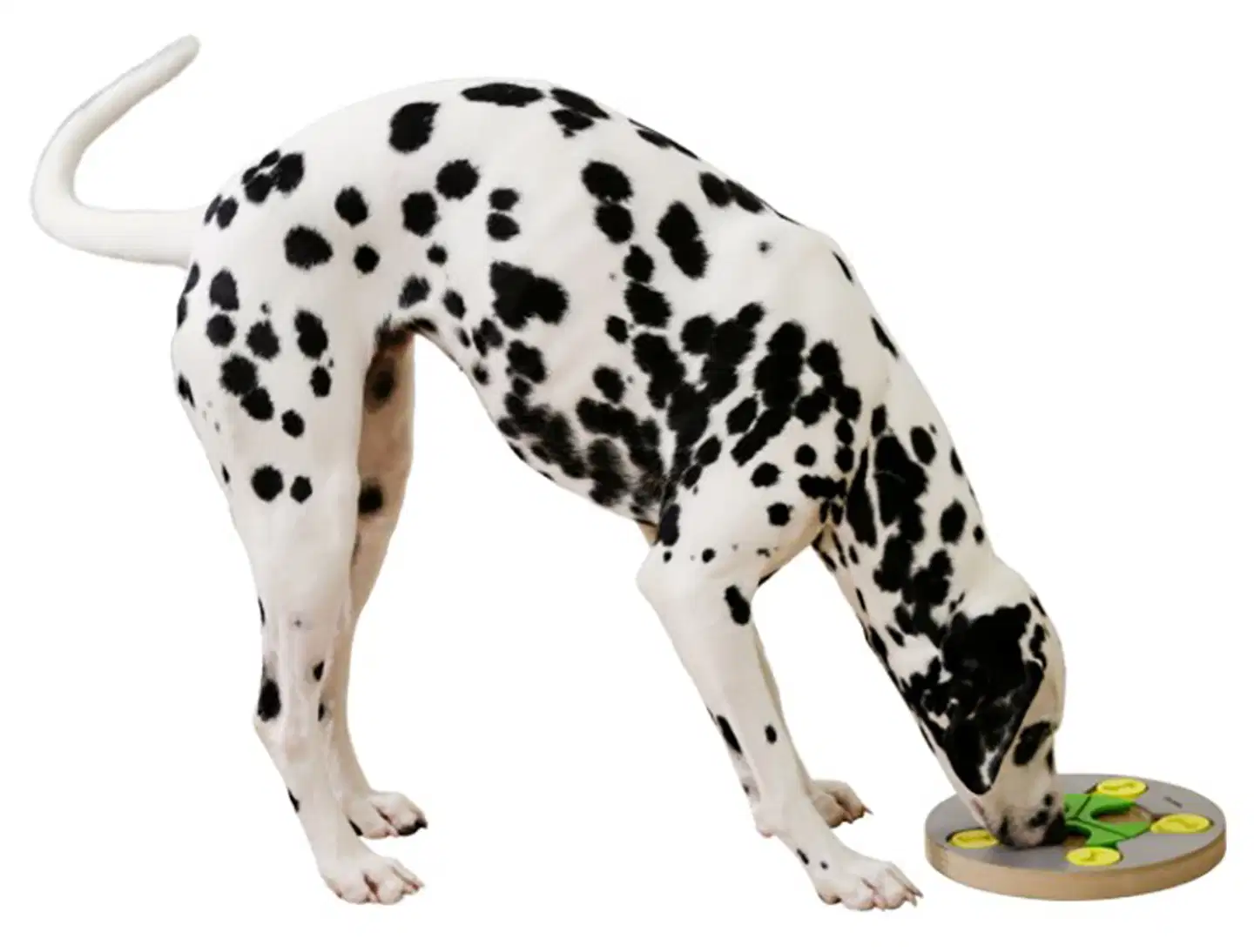 Kerbl koiran aktivointilelu pyöreä Ø25cm - 3