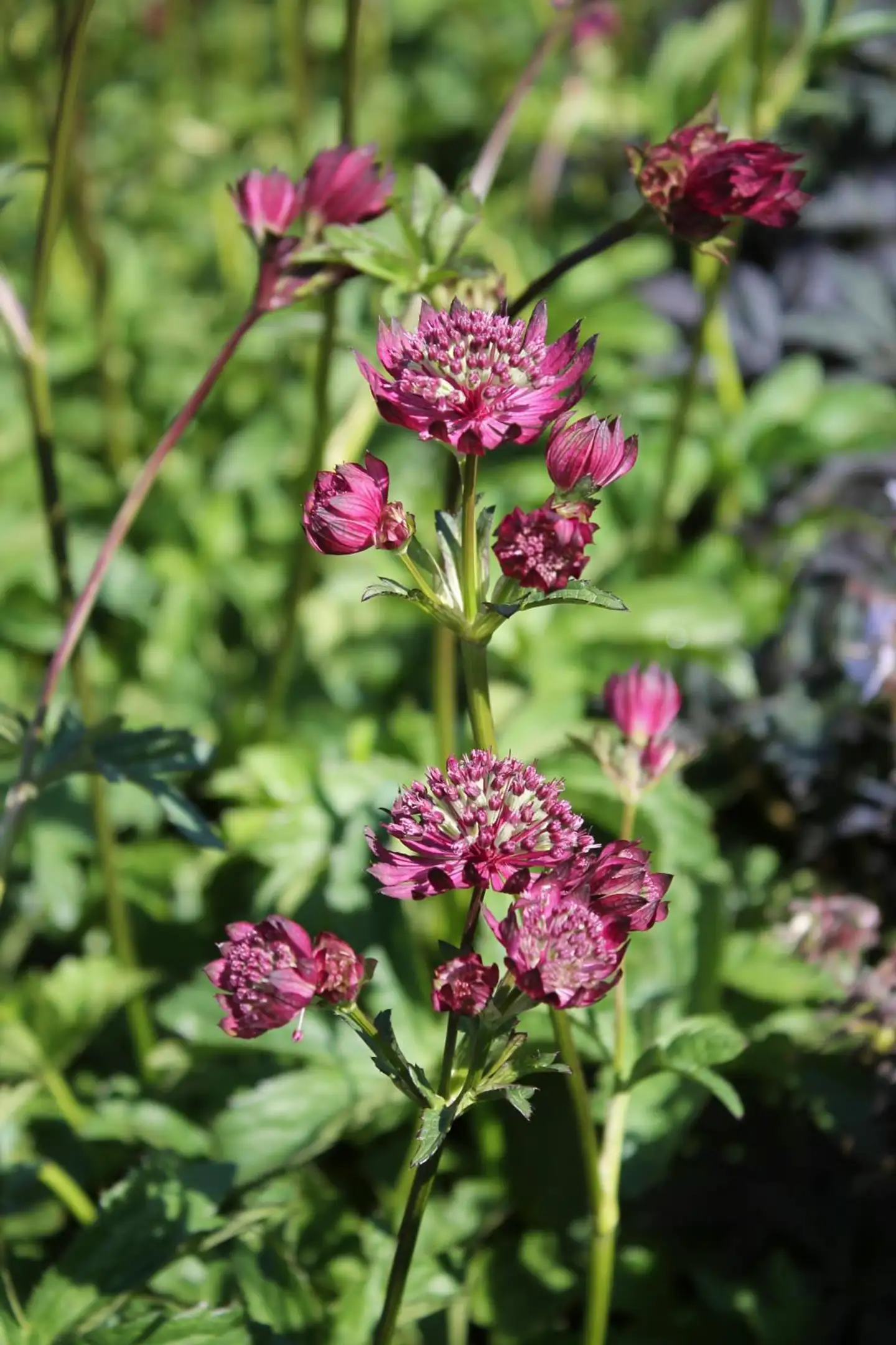 Isotähtiputki 'Sparkling Stars Red' Astrantia major 'Sparkling Stars Red'