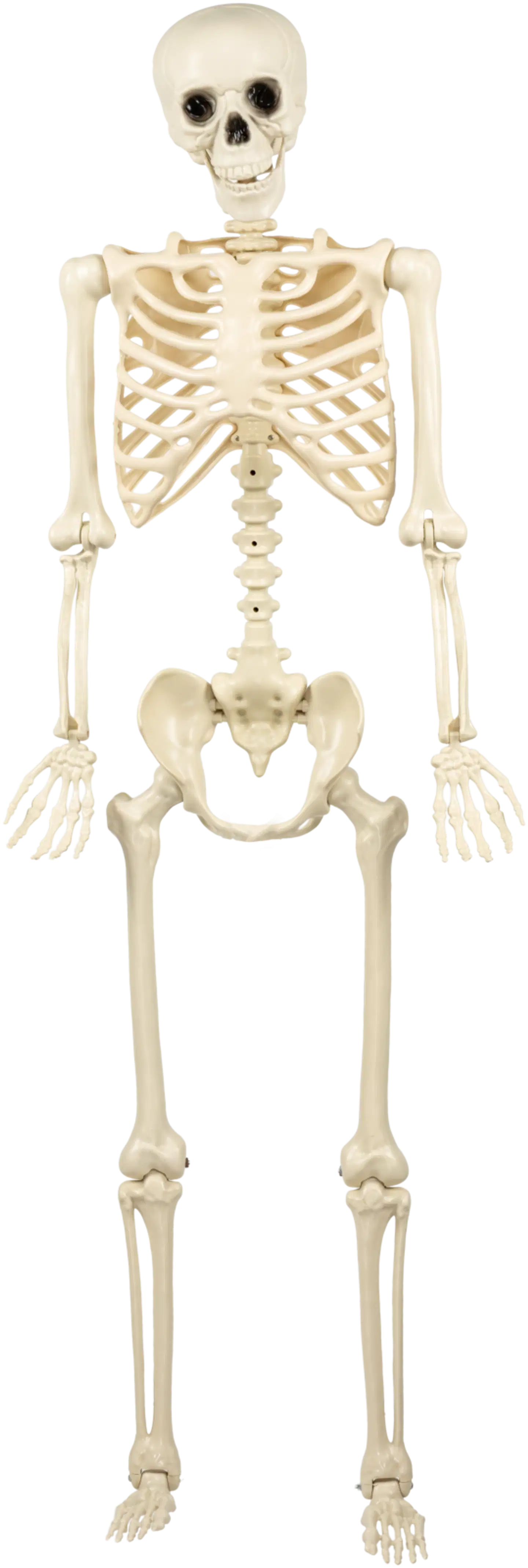 Luurankokoriste 167 cm