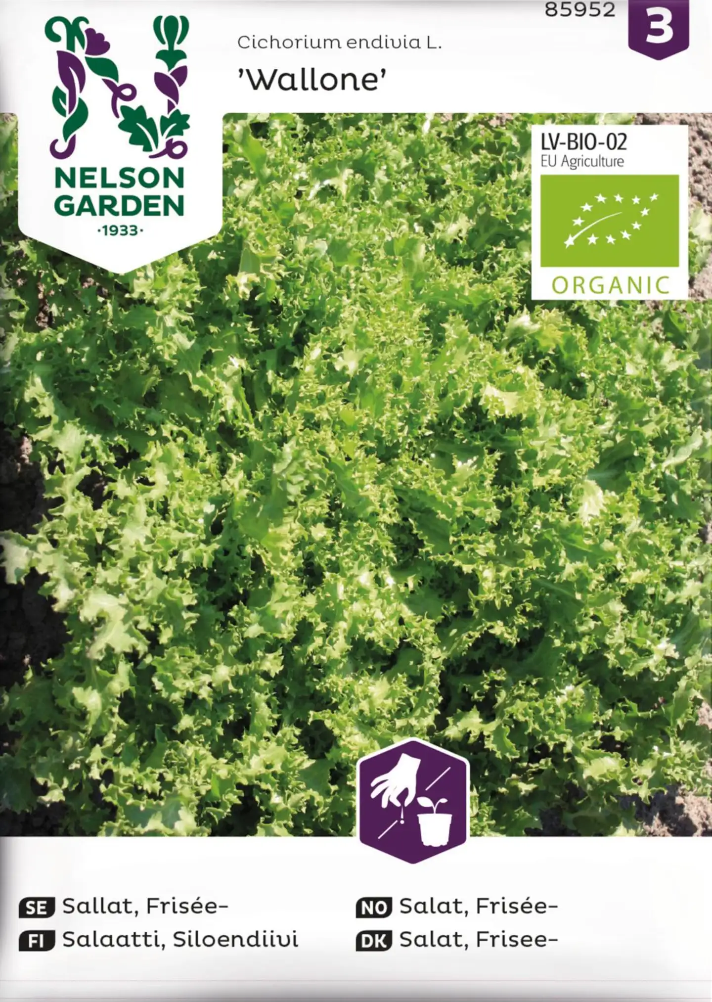 Nelson Garden Salaatti, Endiivi, Wallone
