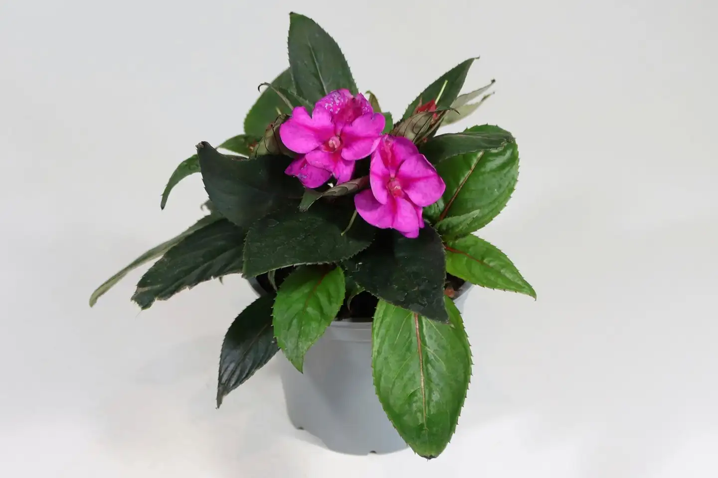 Uudenguineanliisa 12 cm ruukussa - 3