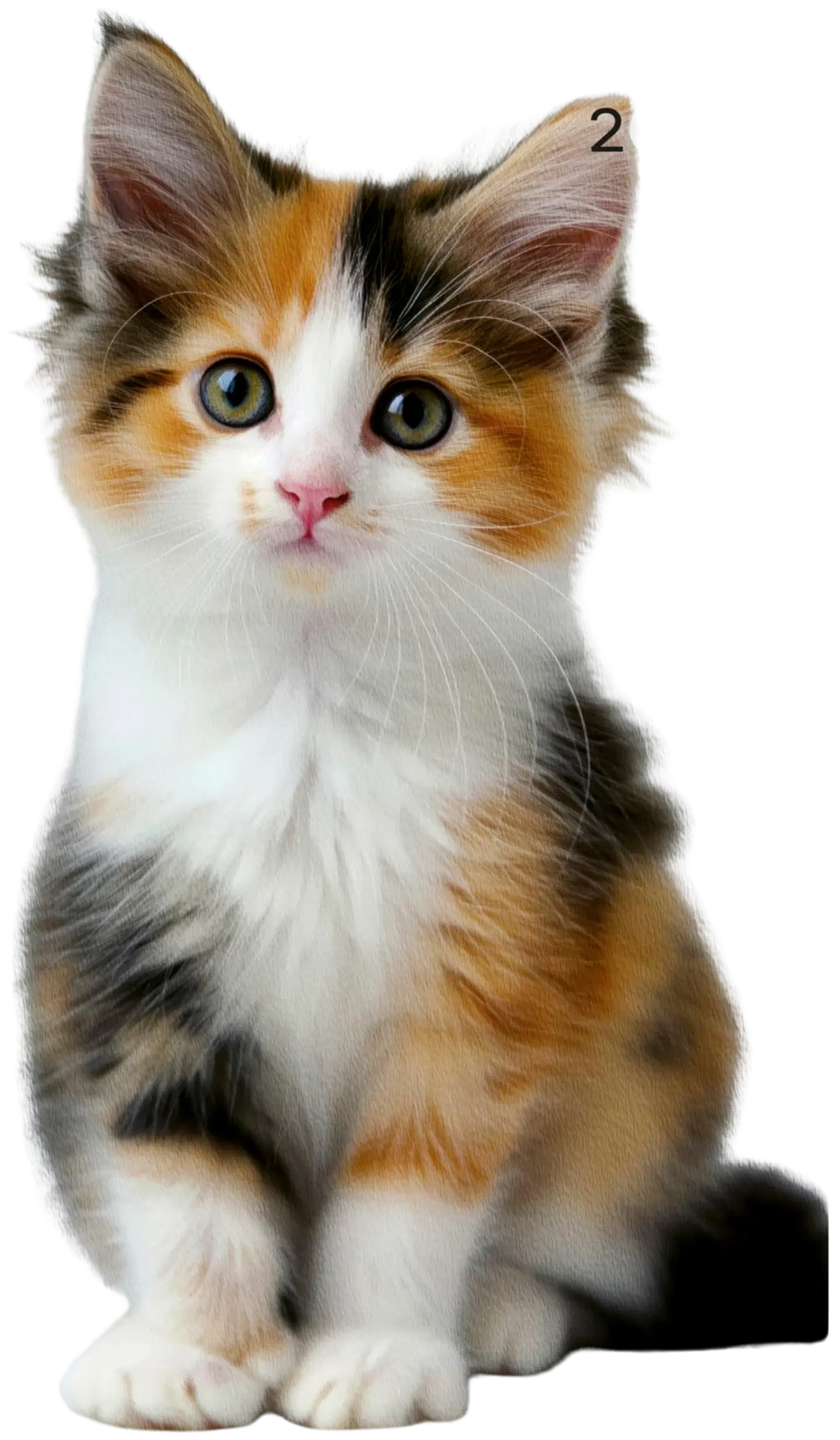 Burde kalenteri Compact Pets 26/27 - 2