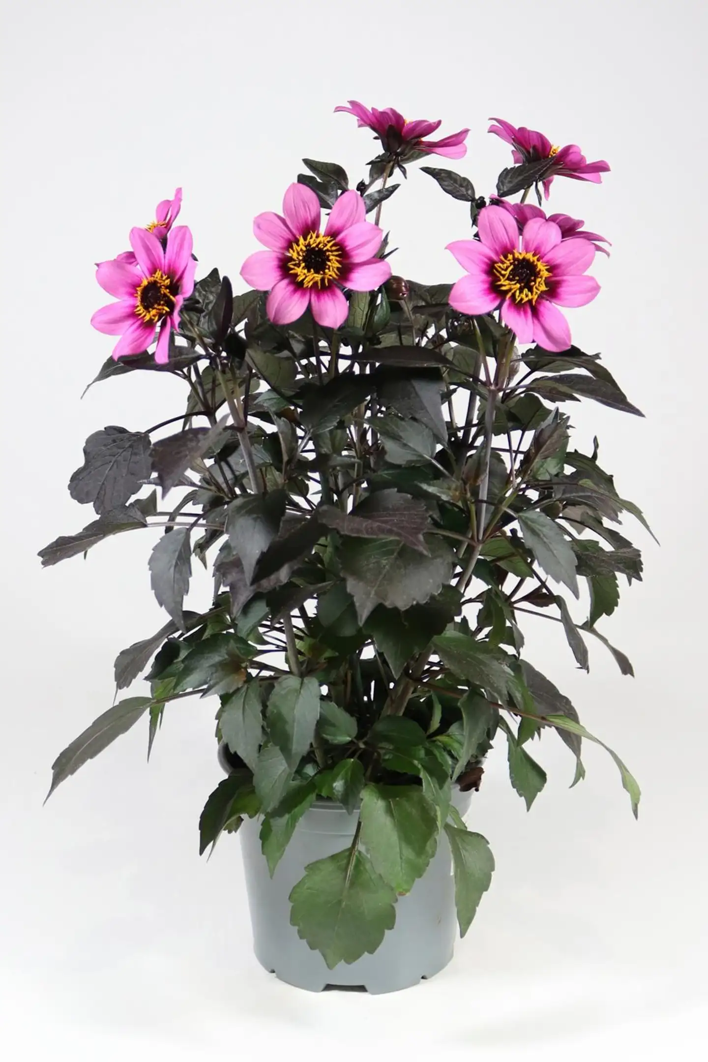 Patio daalia 'Happy Days' Mix 19 cm - 1