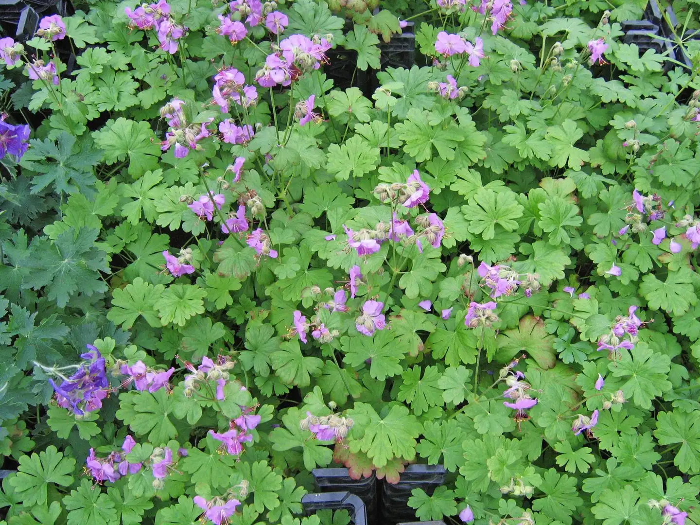 Peittokurjenpolvi 'Cambridge' Geranium x cantabrigiense