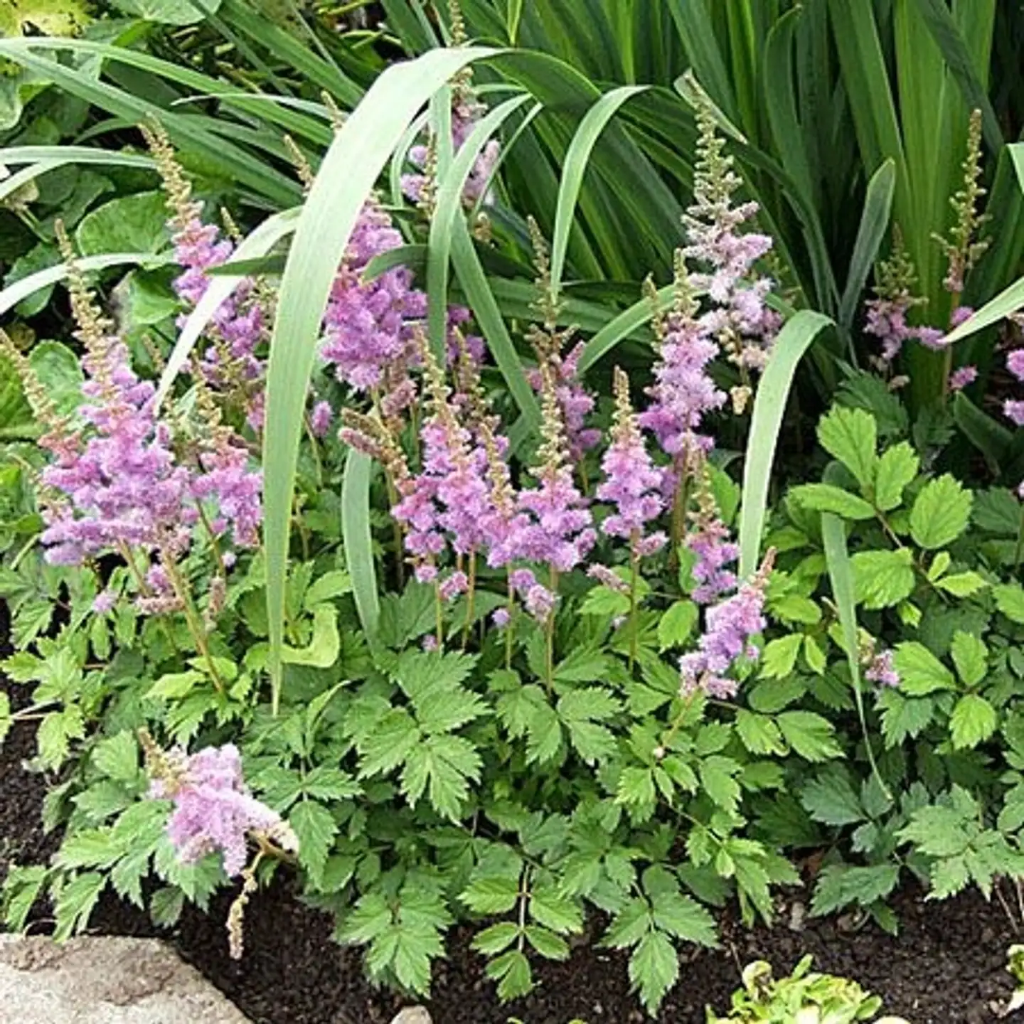 Kääpiöjaloangervo 'Pumila' Astilbe chinesis