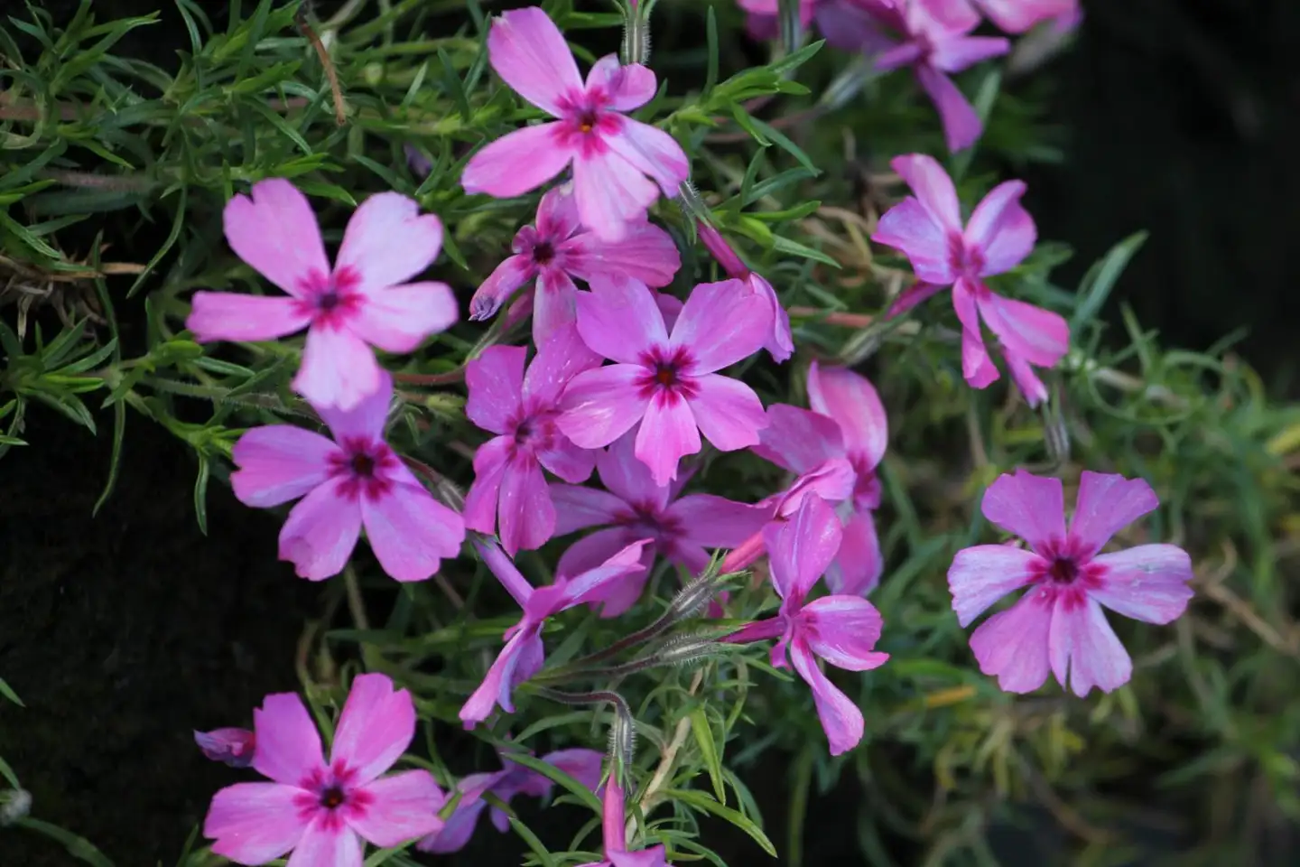 Sammalleimu 'Alexander's Surprise' Phlox subulata 'Alexander's Surprise'