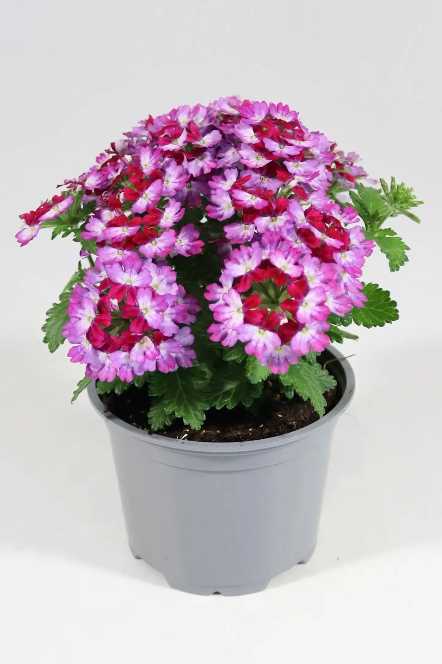 Verbena eli rautayrtti 12 cm ruukussa - 1