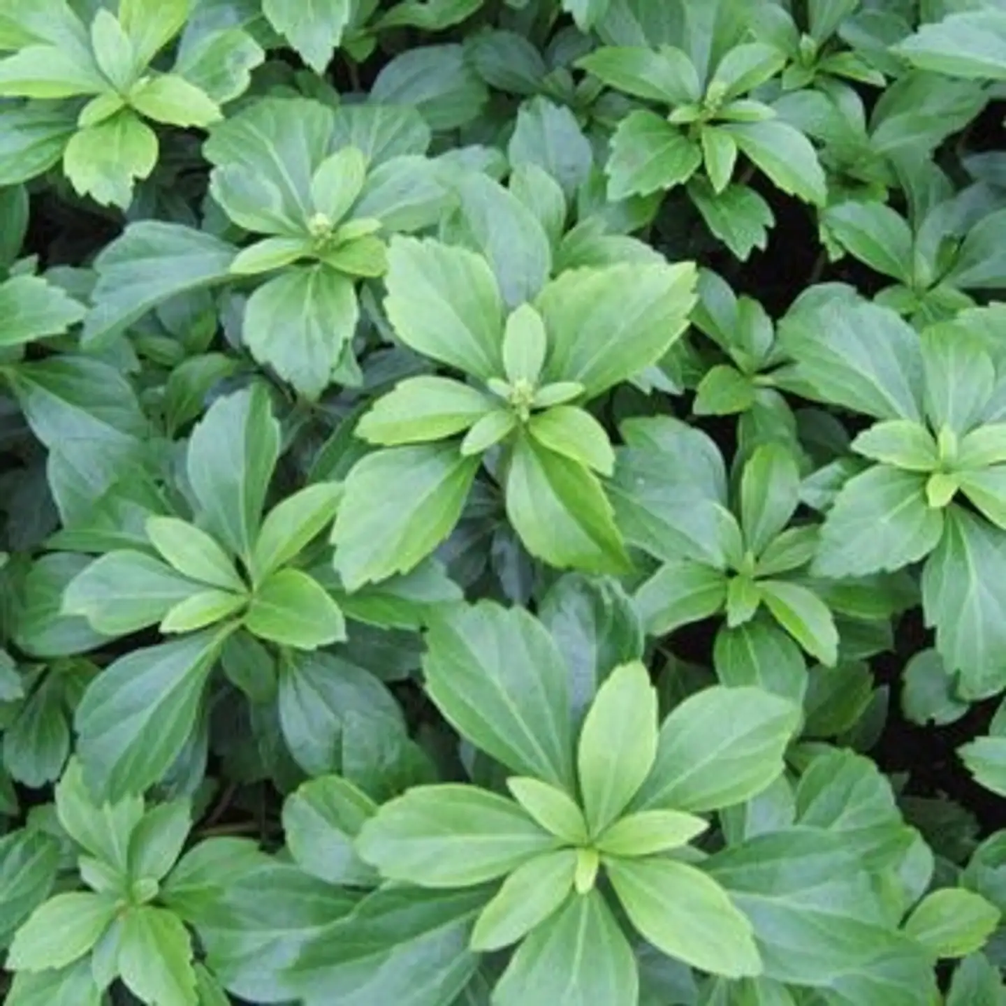 Varjoyrtti Pachysandra terminalis