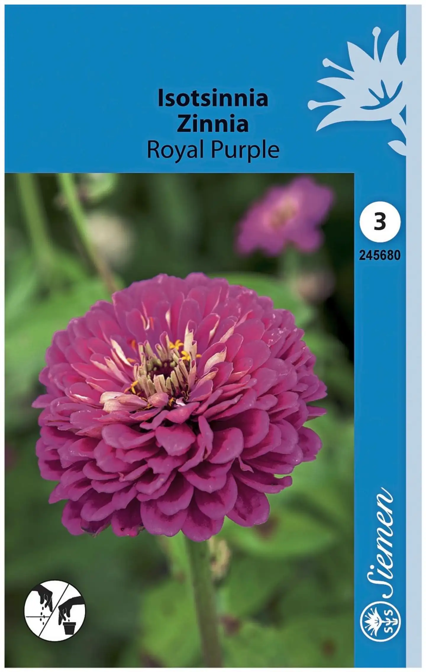 Isotsinnia Royal Purple