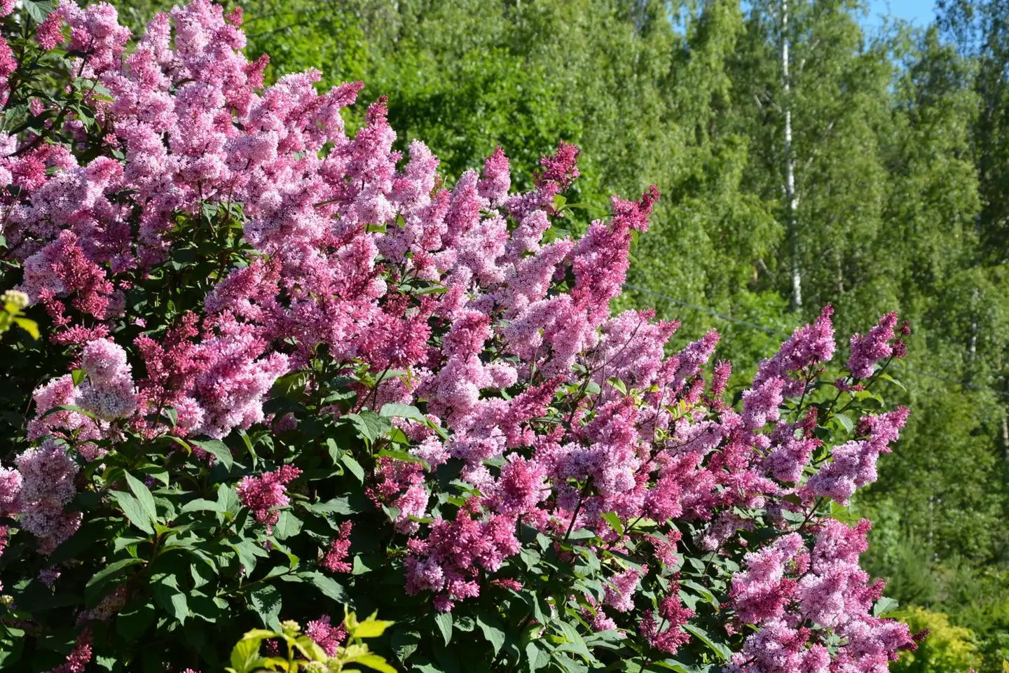 Isabellansyreeni 'Elinor' 3 l astiataimi Syringa x prestoniae 'Elinor'