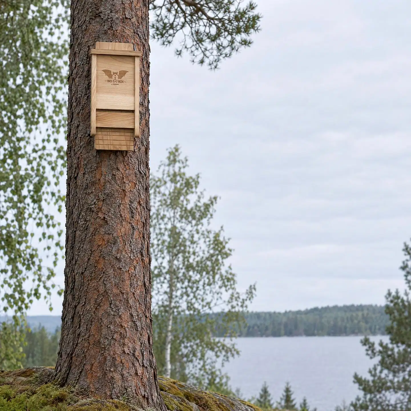 WildYard Big Bat Box lepakkopönttö, 1 kammio, setripuu, luonnonvärinen - 3