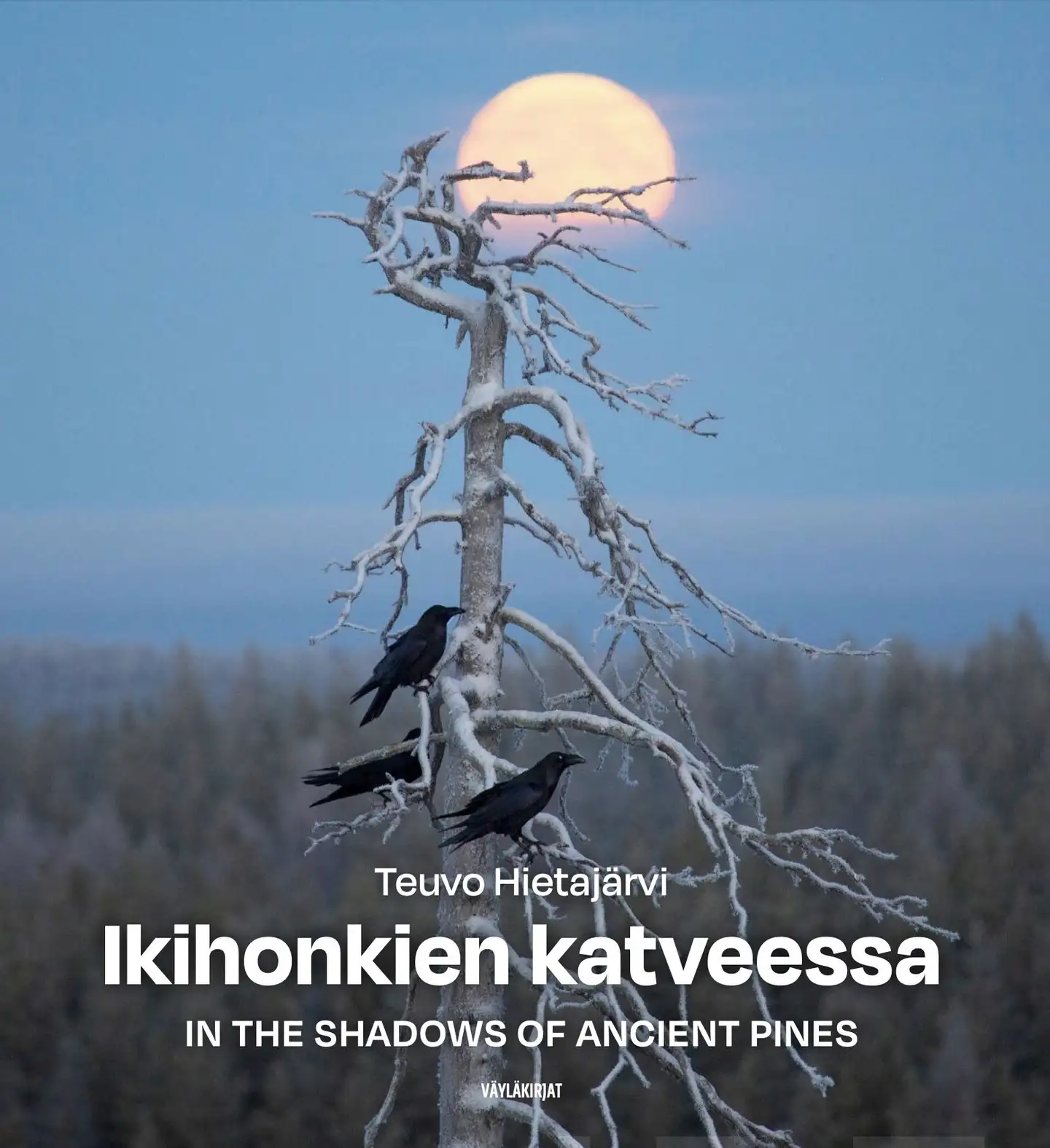Hietajärvi, Ikihonkien katveessa - In the shadows of ancient pines