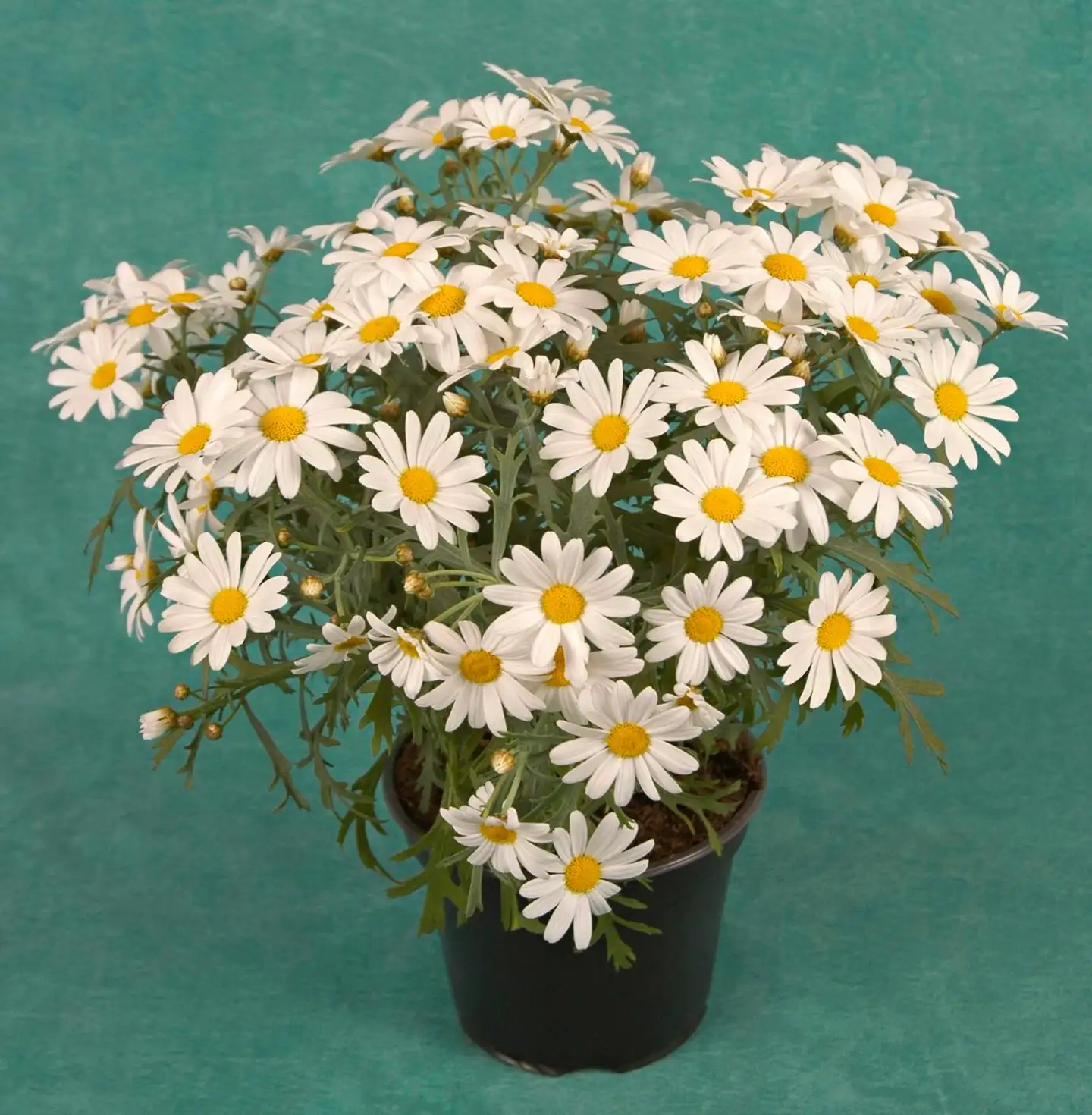 Marketta valkoinen 12cm