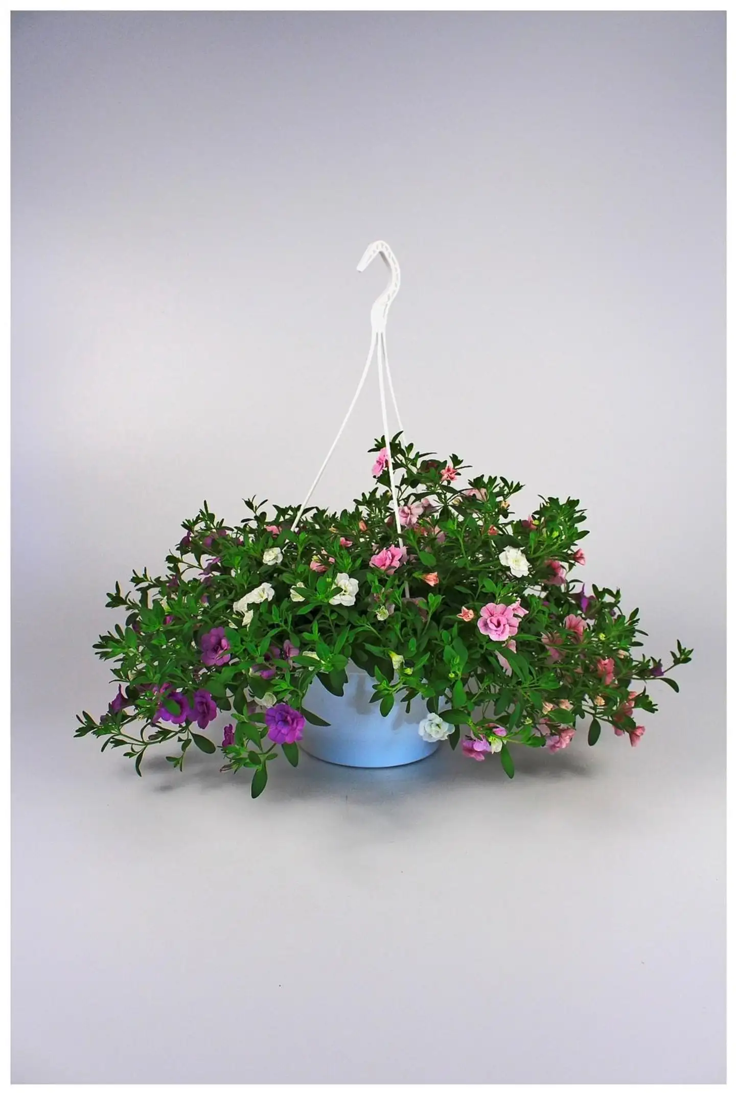 Huiskula petunia-amppeli 23 cm - 4