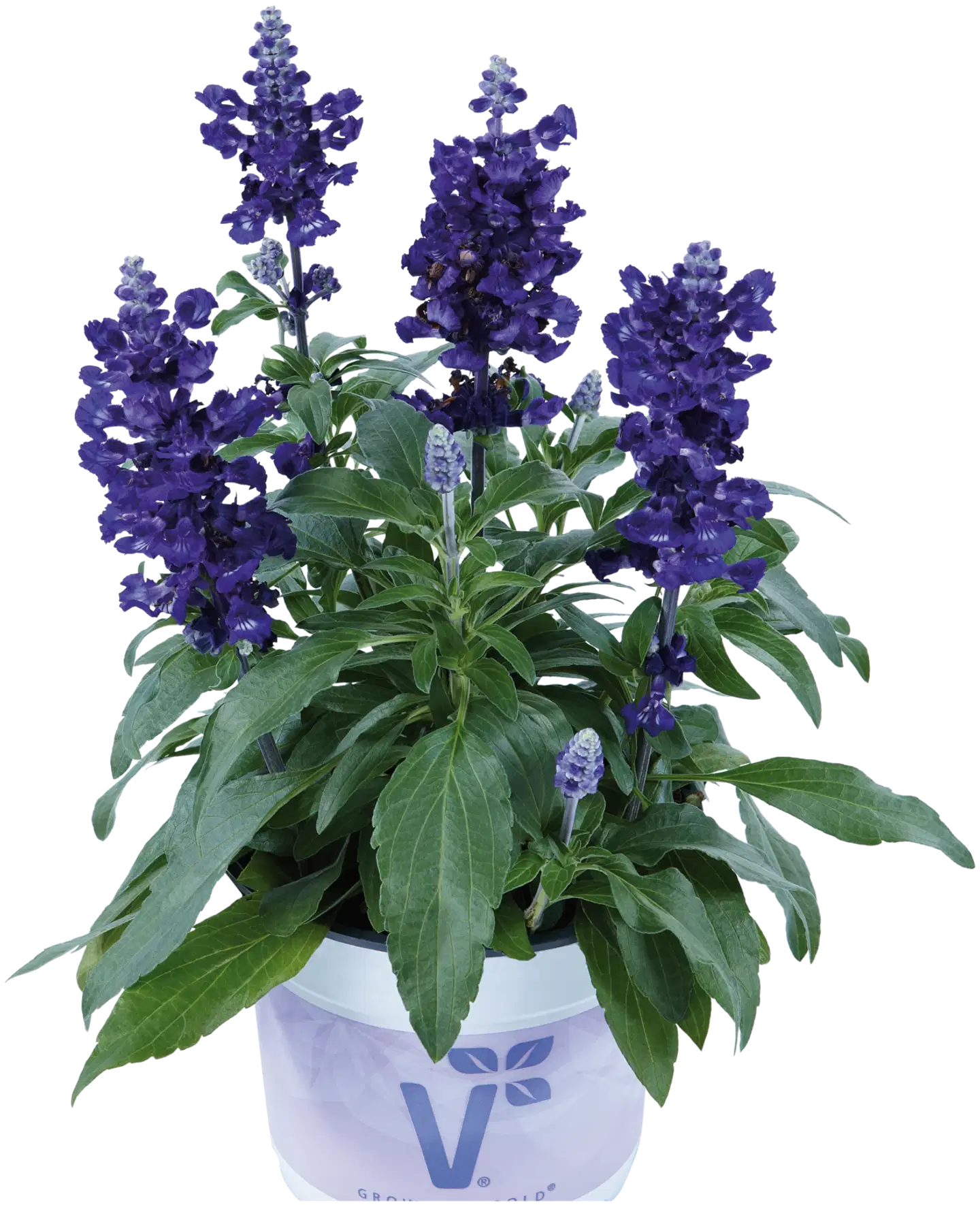 Härmesalvia 12 cm ruukussa