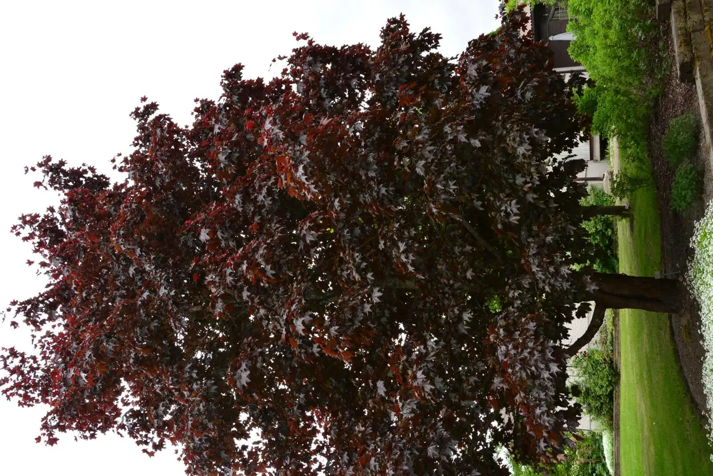 Tahvoset hurmevaahtera Faassen's Black astiataimi 150-250 cm