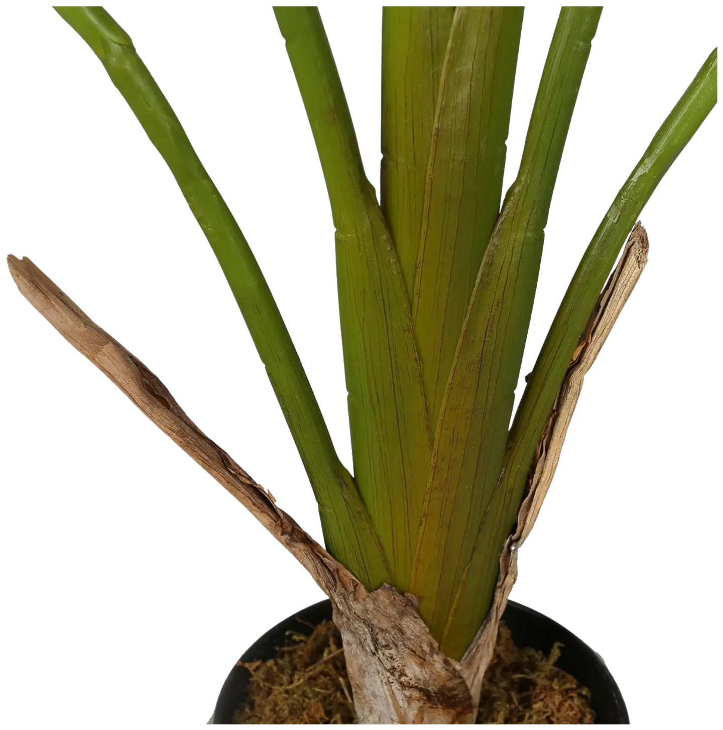 Lykke tekokasvi strelitzia tree 90cm - 2