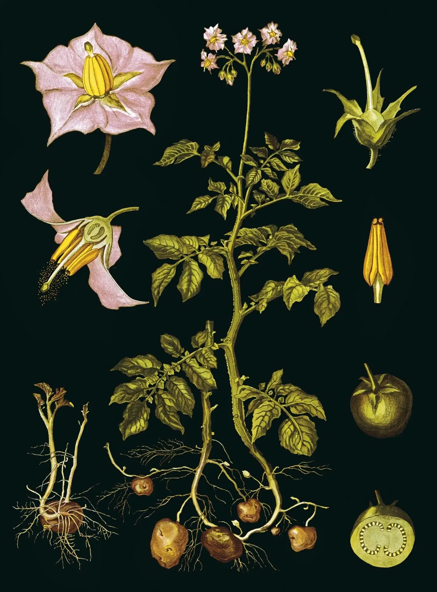 Muistikirja Peruna, Ebba Masalin